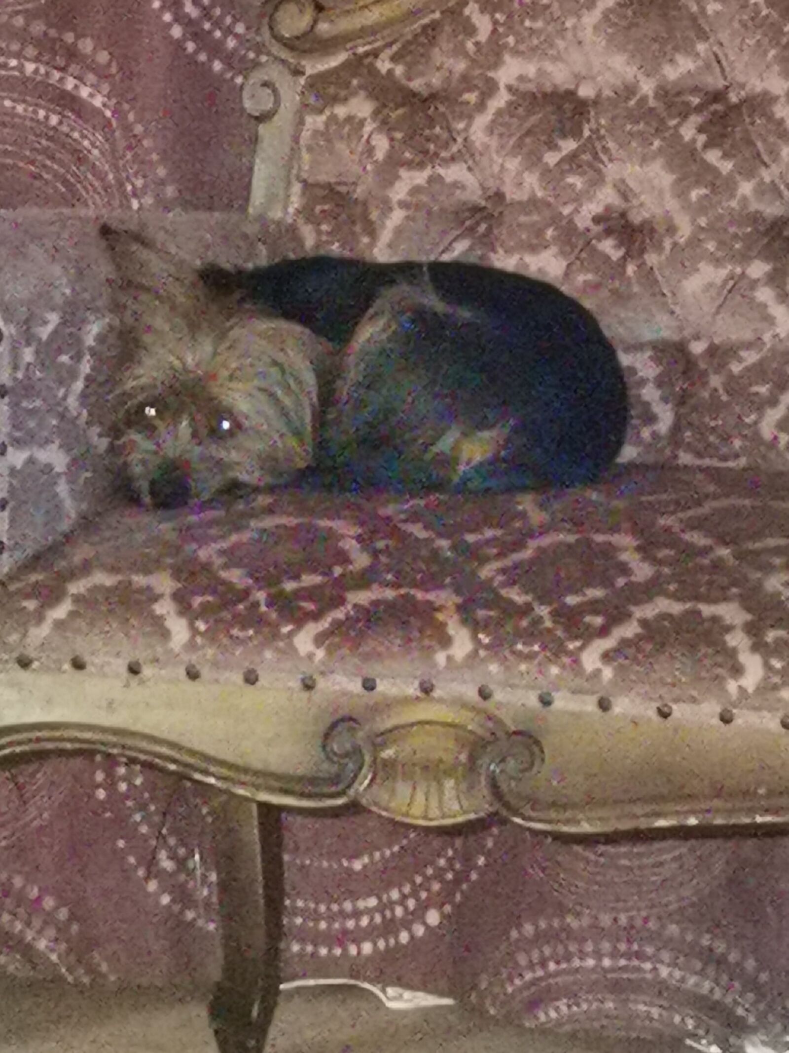 HUAWEI P30 Pro sample photo. Yorkie, dog, dog on photography
