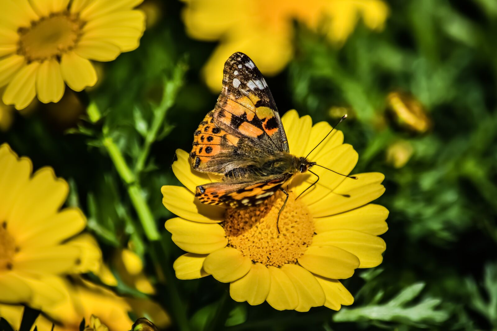 Nikon D3300 sample photo. Nature, butterfly, insect photography