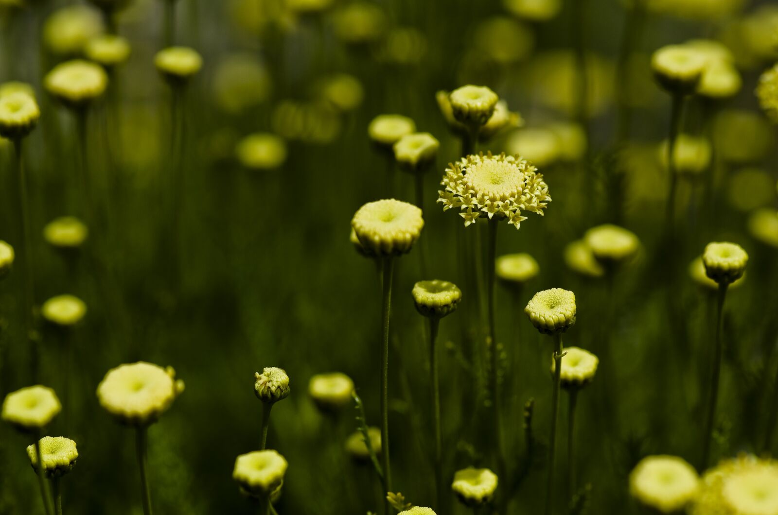 Pentax K-30 sample photo. Flower, yellow, daisy photography