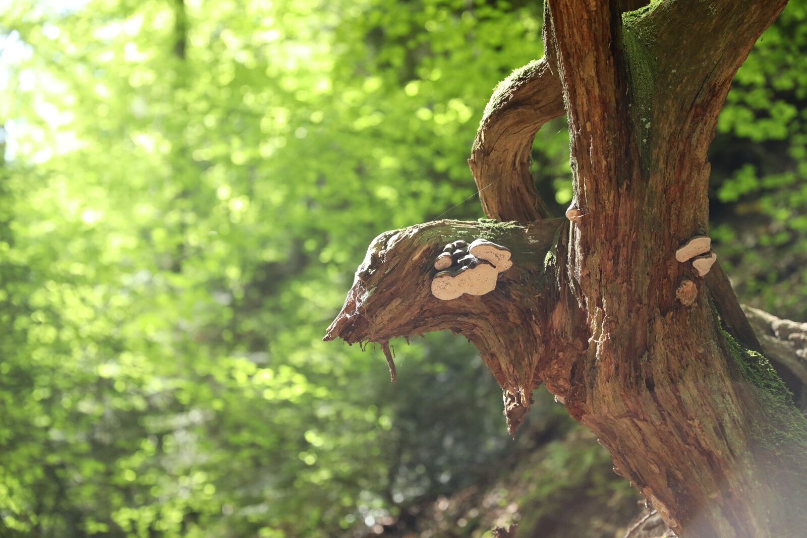Canon EOS 5D Mark IV sample photo. Nature, tree, mushroom photography