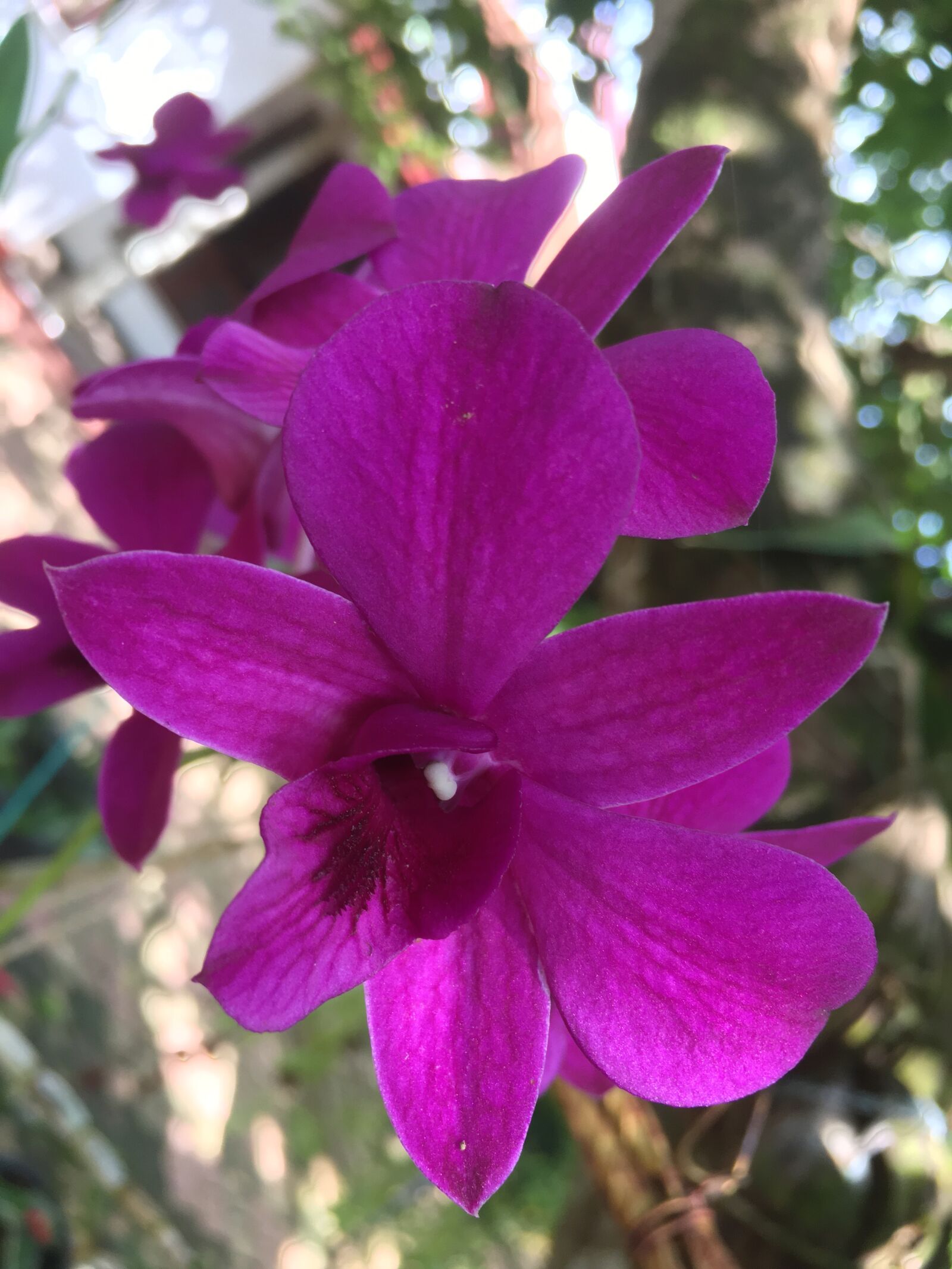 Apple iPhone 6s sample photo. Flowers, orchids, color photography