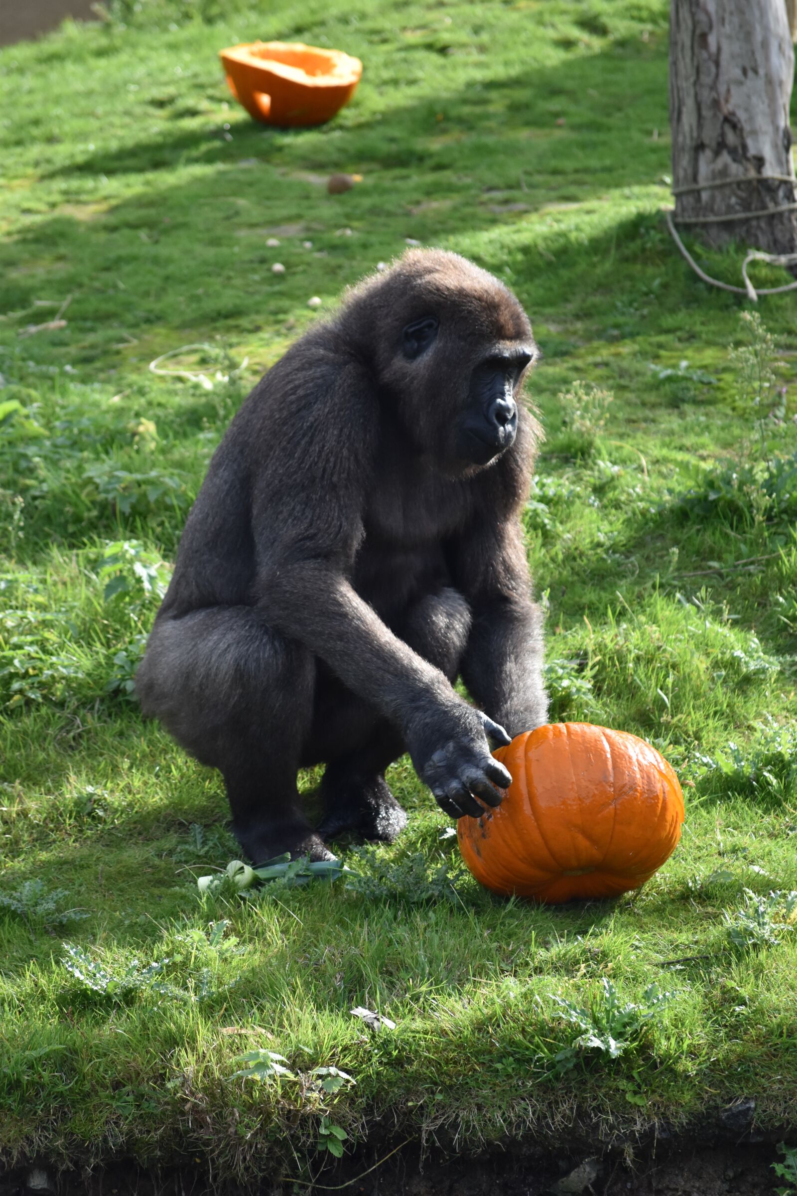 Nikon D5500 sample photo. Gorilla, primate, monkey photography