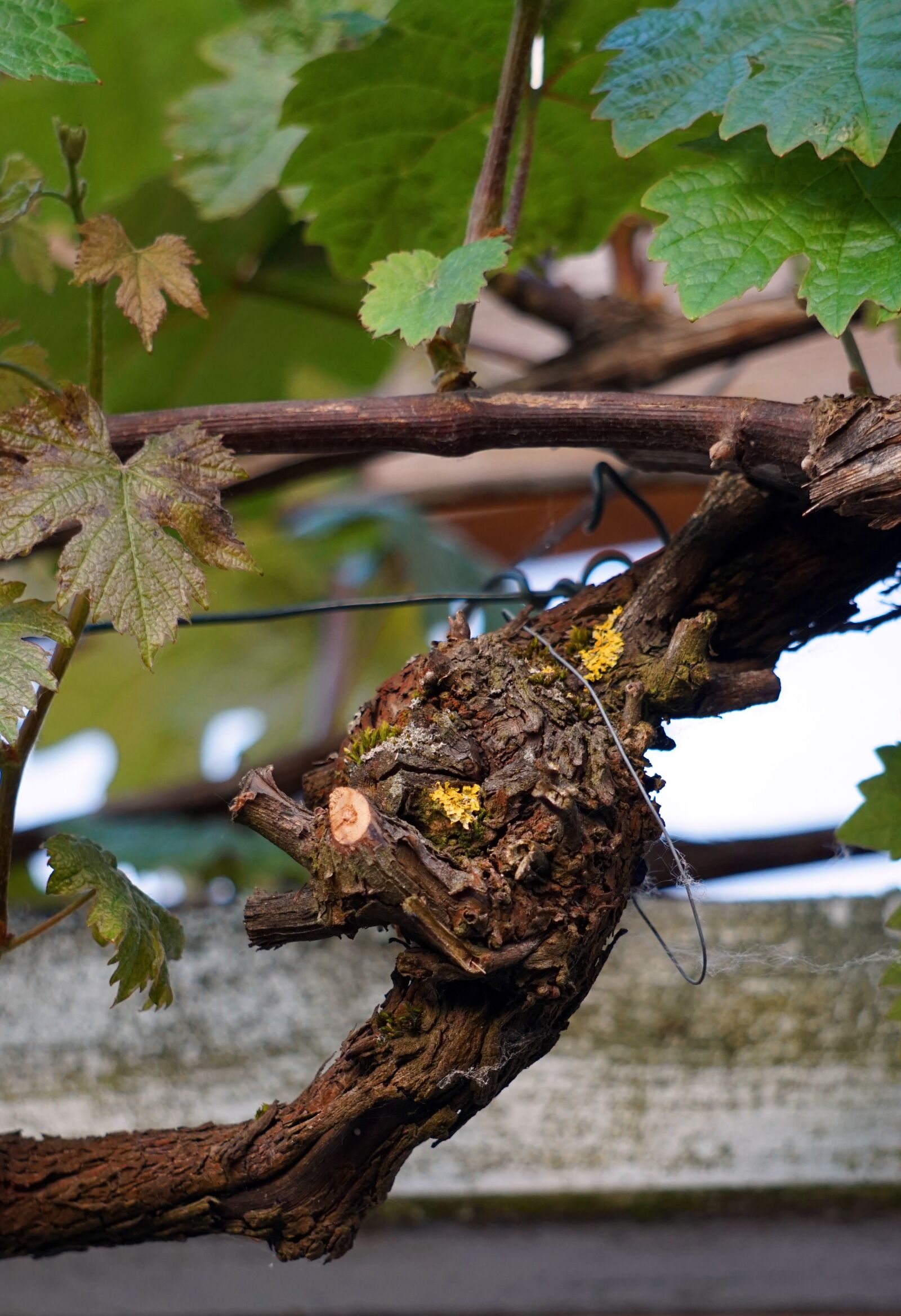 Sony Alpha a5000 (ILCE 5000) + Sony E 55-210mm F4.5-6.3 OSS sample photo. Vine, wine, rebstock photography