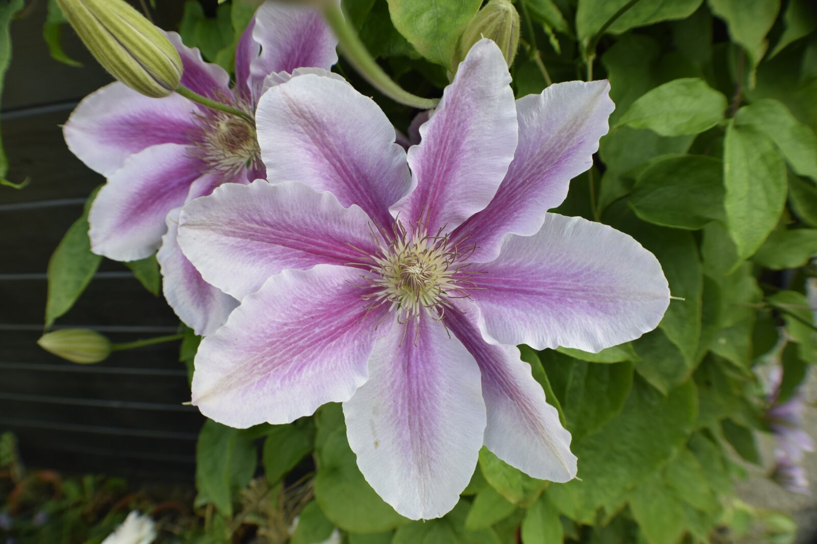 Nikon D3300 sample photo. Flower, nature, floral photography