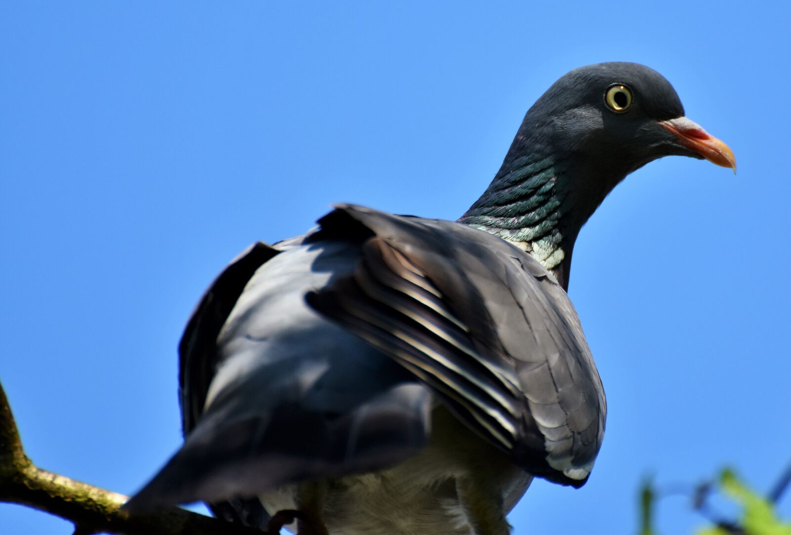 Nikon D7200 sample photo. Dove, ringdove, bird photography