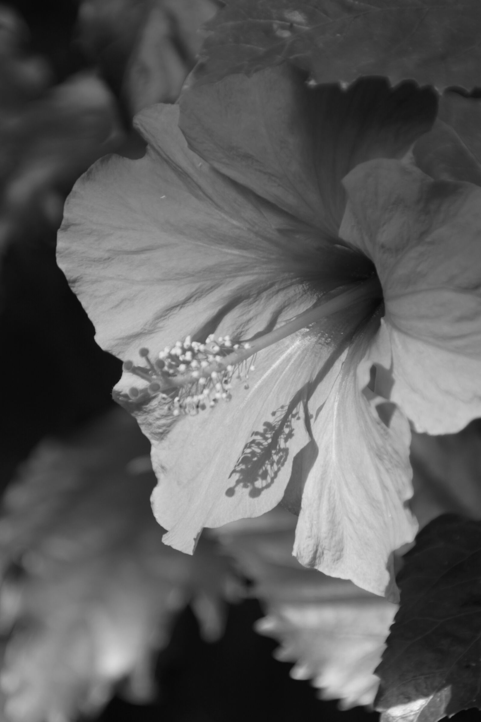 Canon EOS 500D (EOS Rebel T1i / EOS Kiss X3) sample photo. Nature, monochrome, flower photography