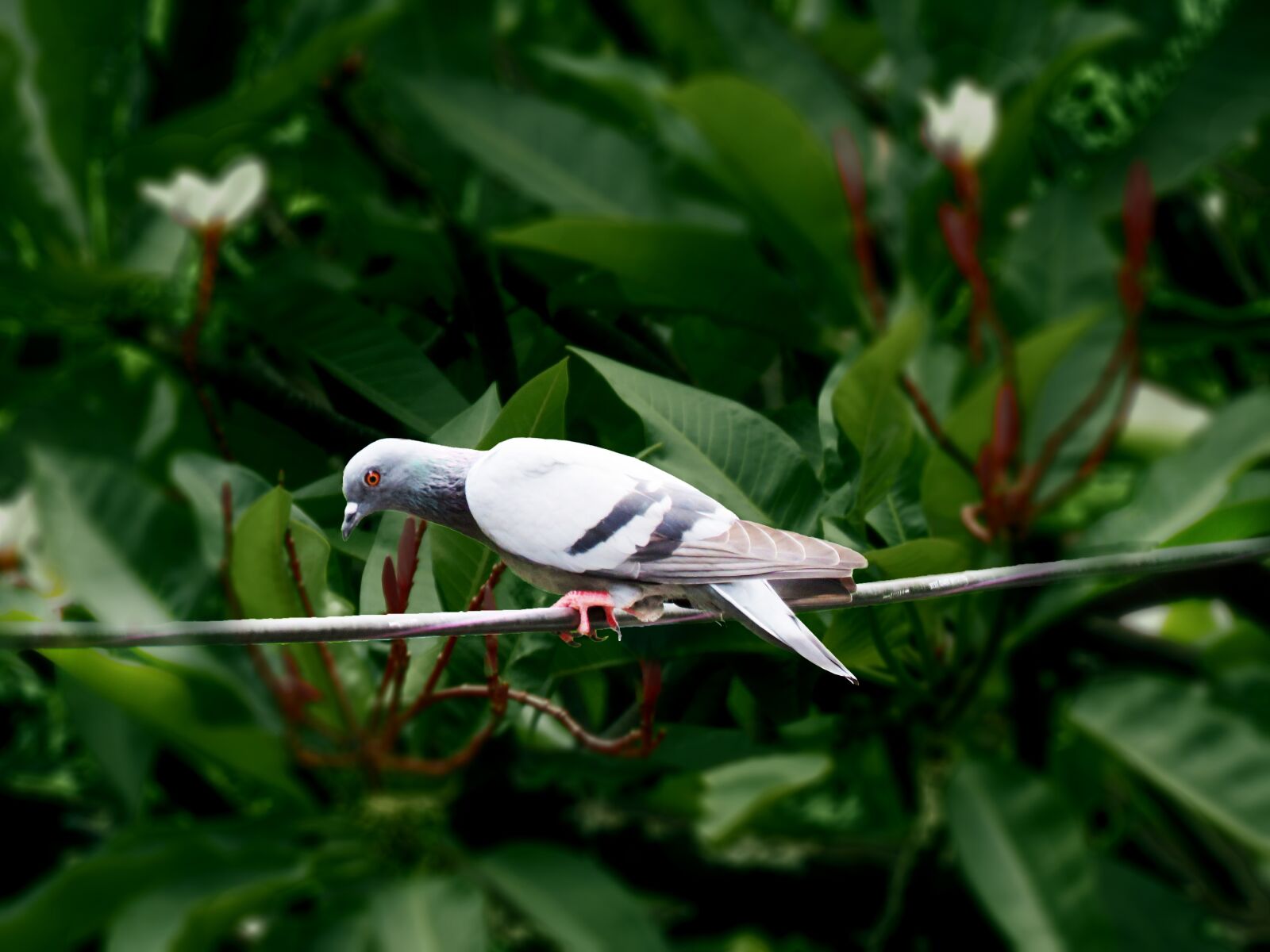 Canon PowerShot SX60 HS sample photo. Dove, bird, pigeon photography