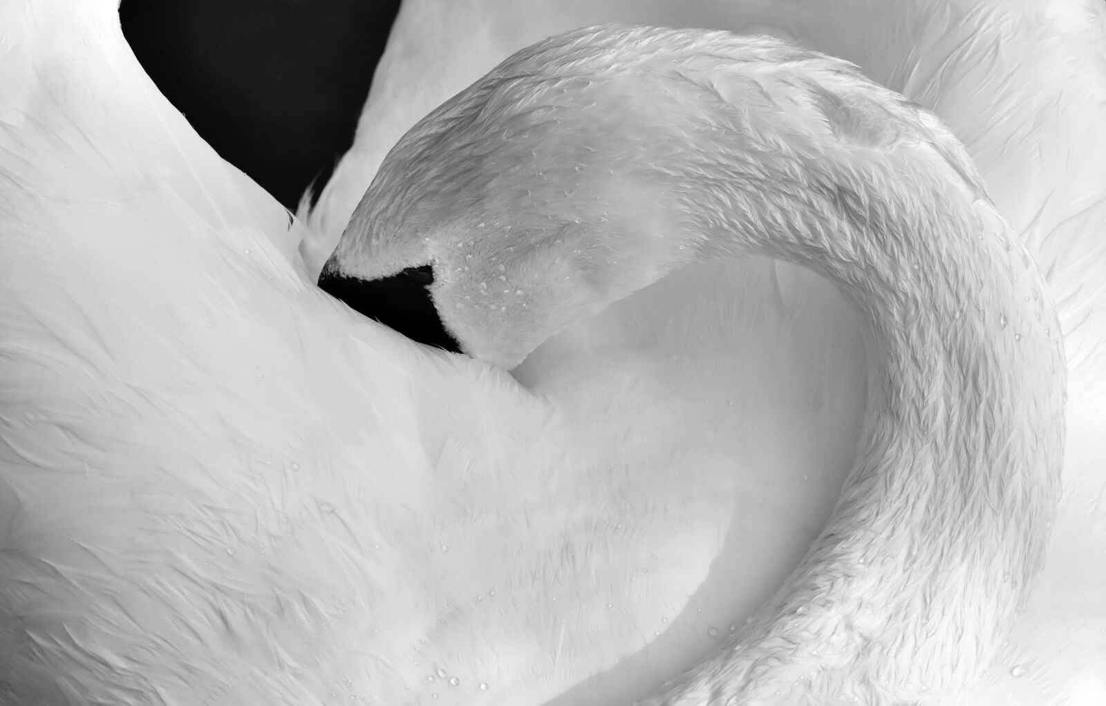 Nikon D7200 sample photo. Swan, feather, plumage photography