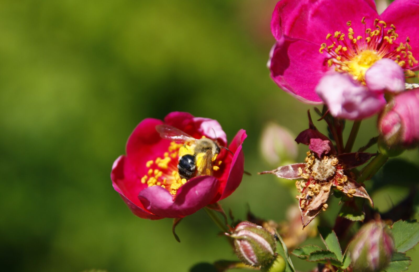 Canon EOS 1000D (EOS Digital Rebel XS / EOS Kiss F) sample photo. Rose, red, flower photography