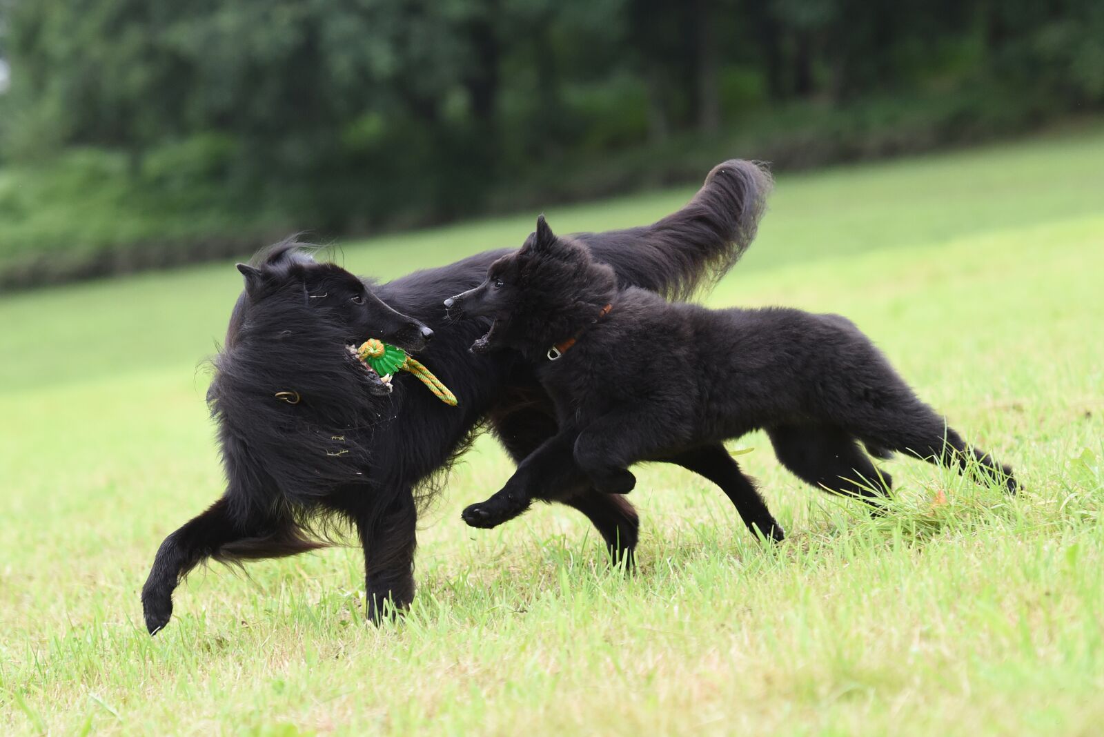 Nikon D750 sample photo. Playing dogs, belgian shepherd photography