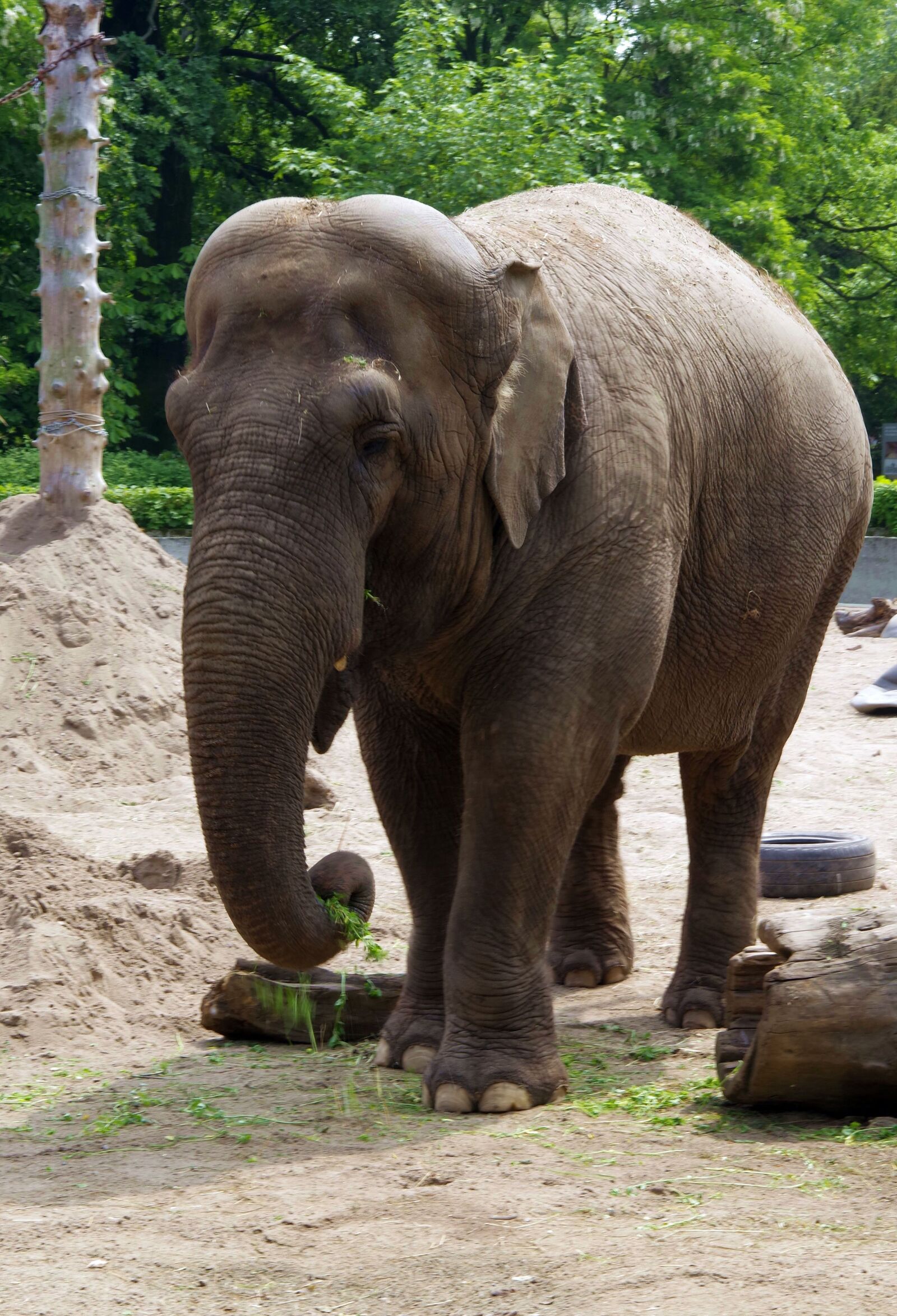 Pentax K-S2 sample photo. Elephant, large mammal, indonesian photography
