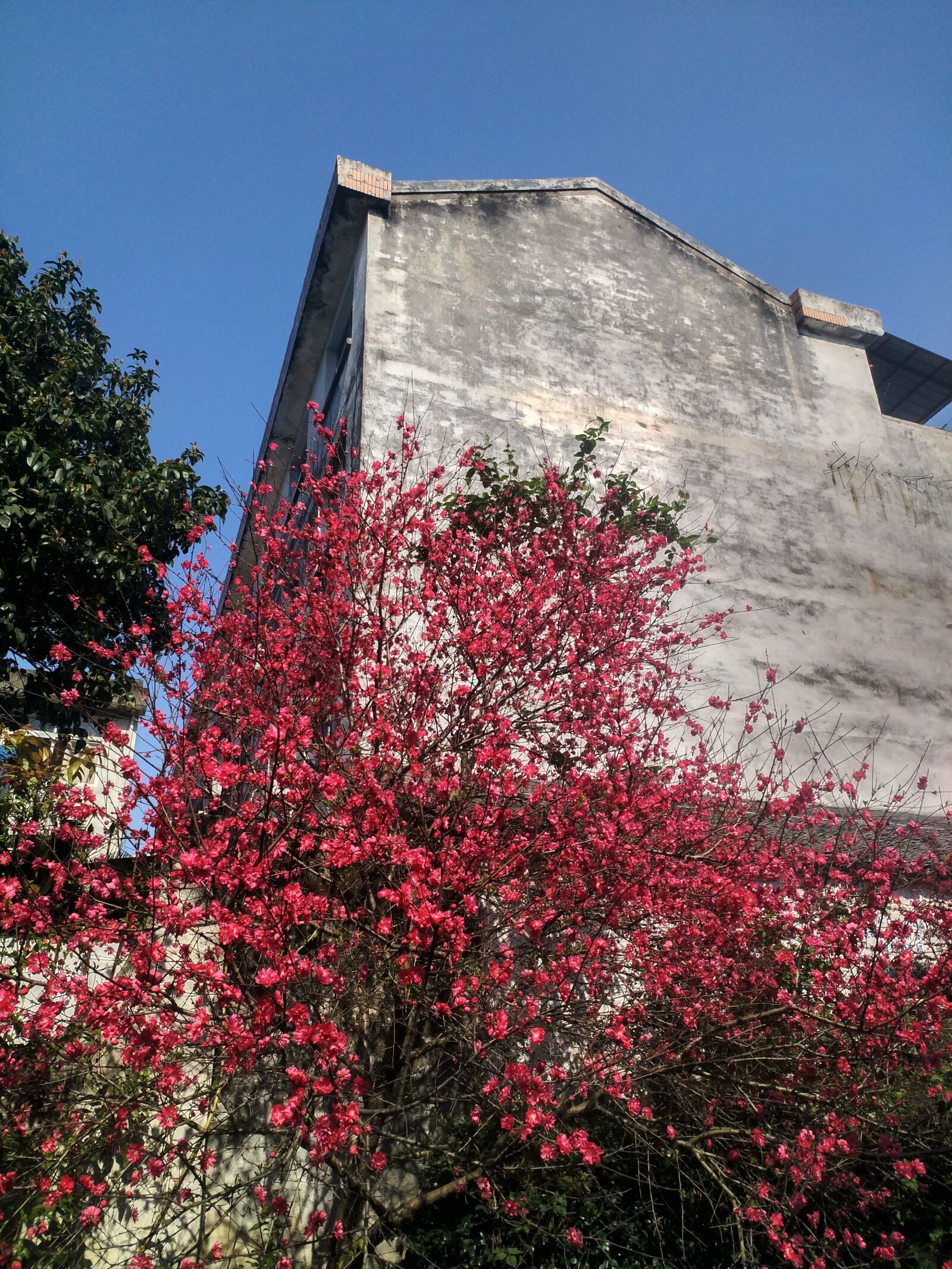 Xiaomi MI 5s Plus sample photo. Flower, building, red photography