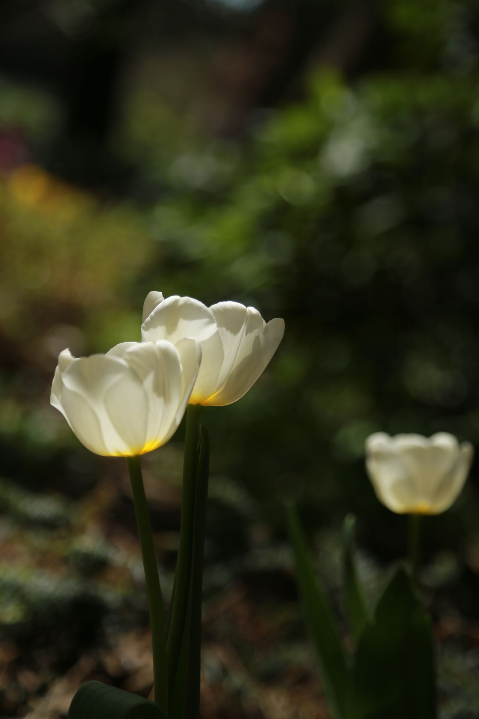 Canon EOS 6D + Canon EF 24-105mm F4L IS USM sample photo. Nature, plants, flowers photography