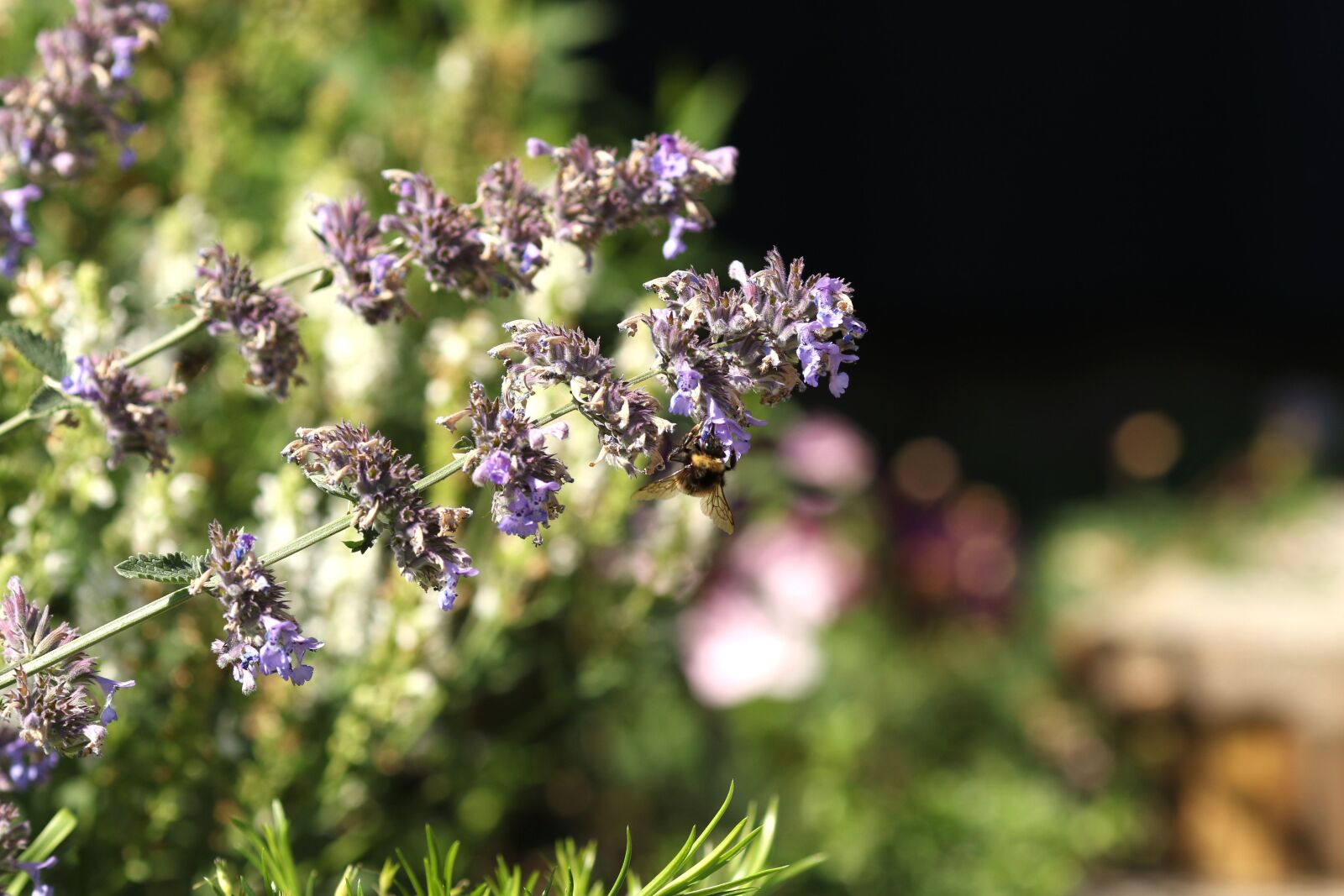 Canon EOS 7D Mark II + Canon EF 135mm F2L USM sample photo. Bumblebee, garden flower, summer photography