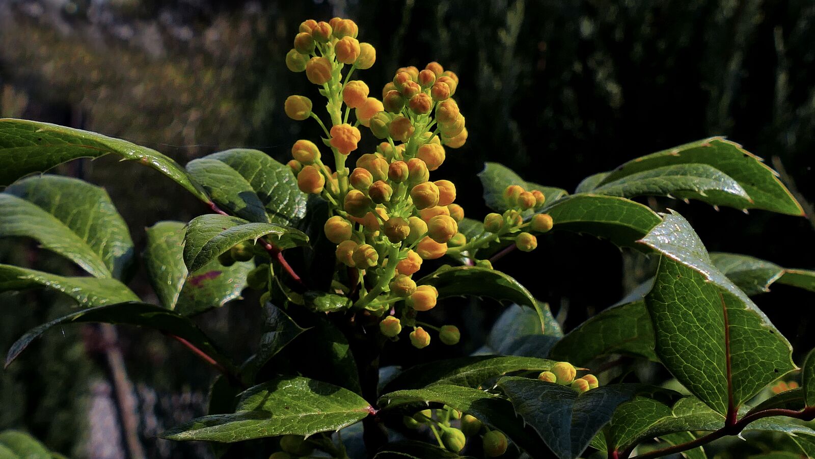 Panasonic Lumix DMC-FZ1000 sample photo. Barberry, the fruit of photography
