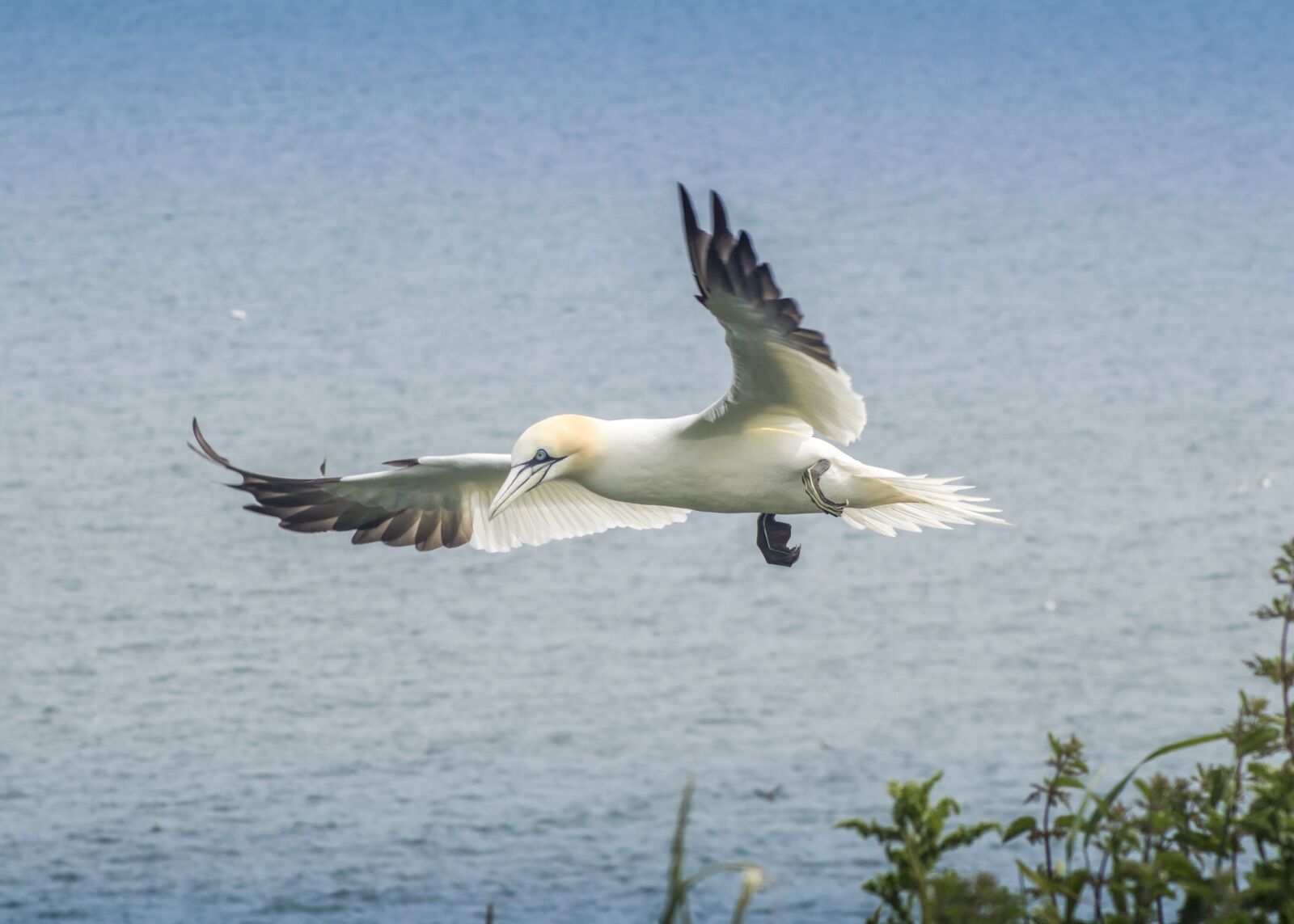 Nikon D3200 sample photo. Gannet, bird, wildlife photography