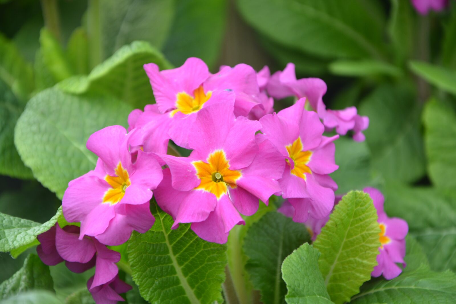 Nikon D5200 sample photo. Flower, primroses roses, nature photography