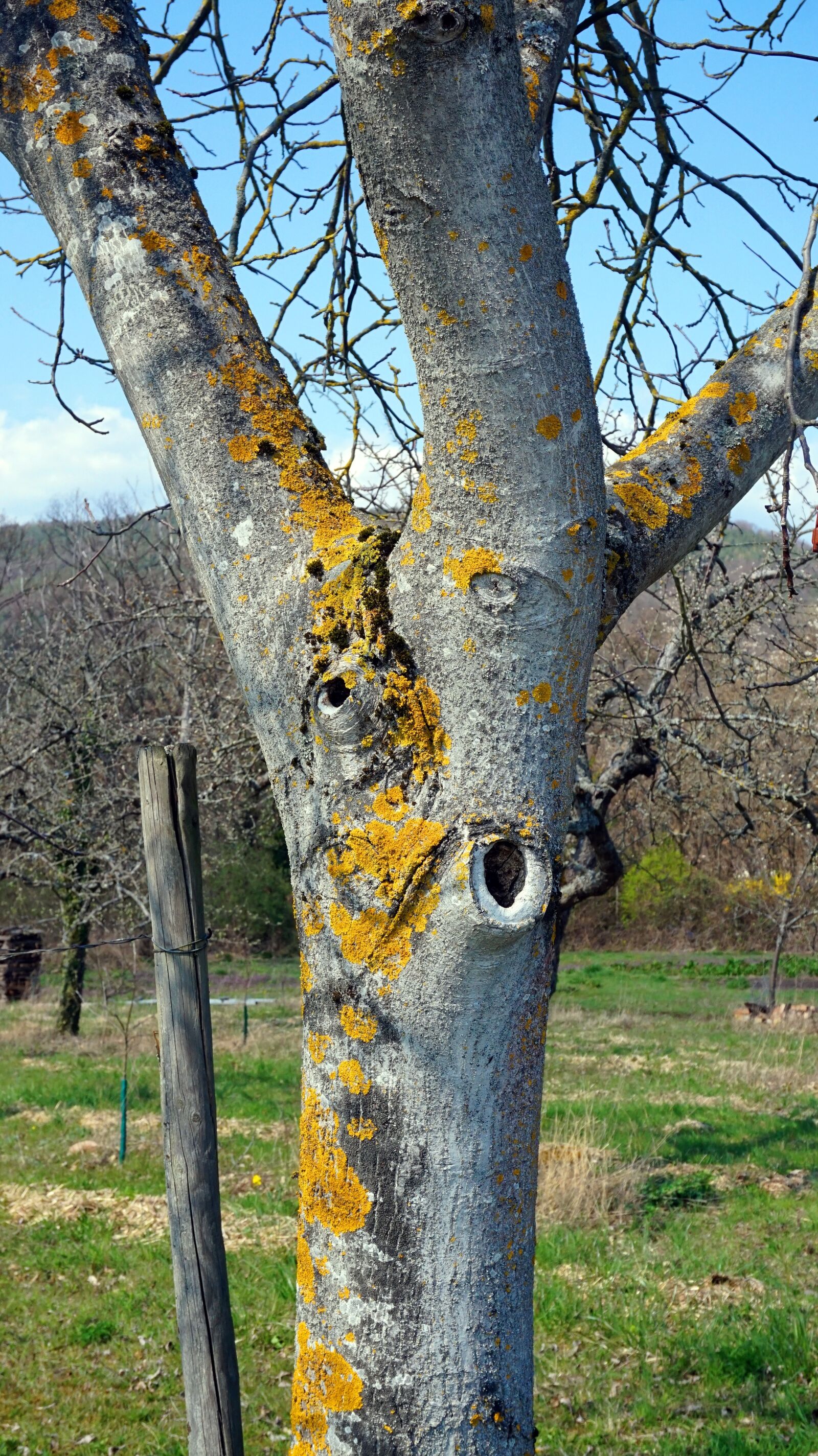 Sony E 16-50mm F3.5-5.6 PZ OSS sample photo. Tree, bark, moss photography