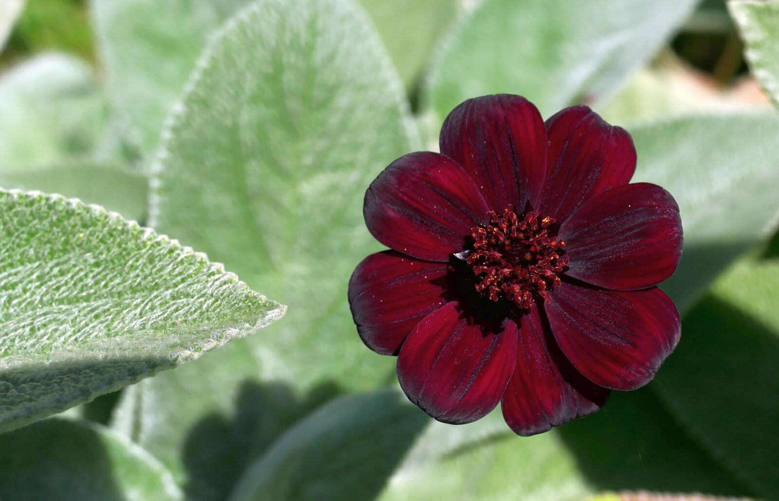 Panasonic Lumix DMC-FZ1000 sample photo. Chocolate flower, stachys, garden photography