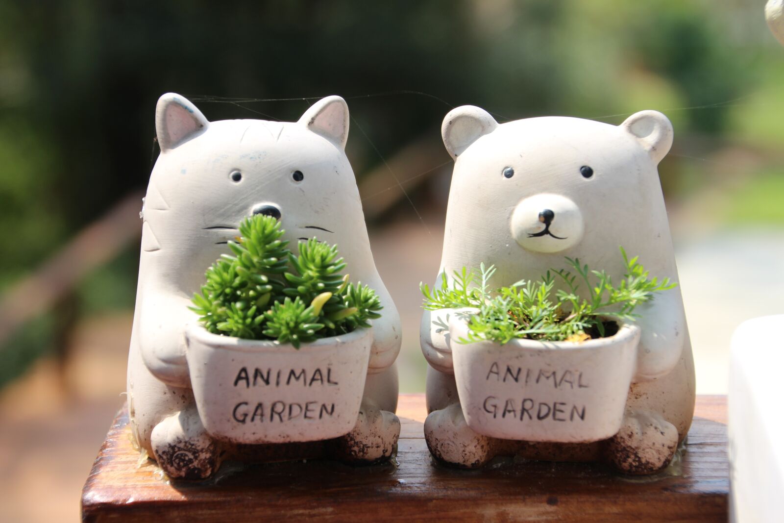 Canon EOS 700D (EOS Rebel T5i / EOS Kiss X7i) sample photo. Raging, cuteness, small potted photography