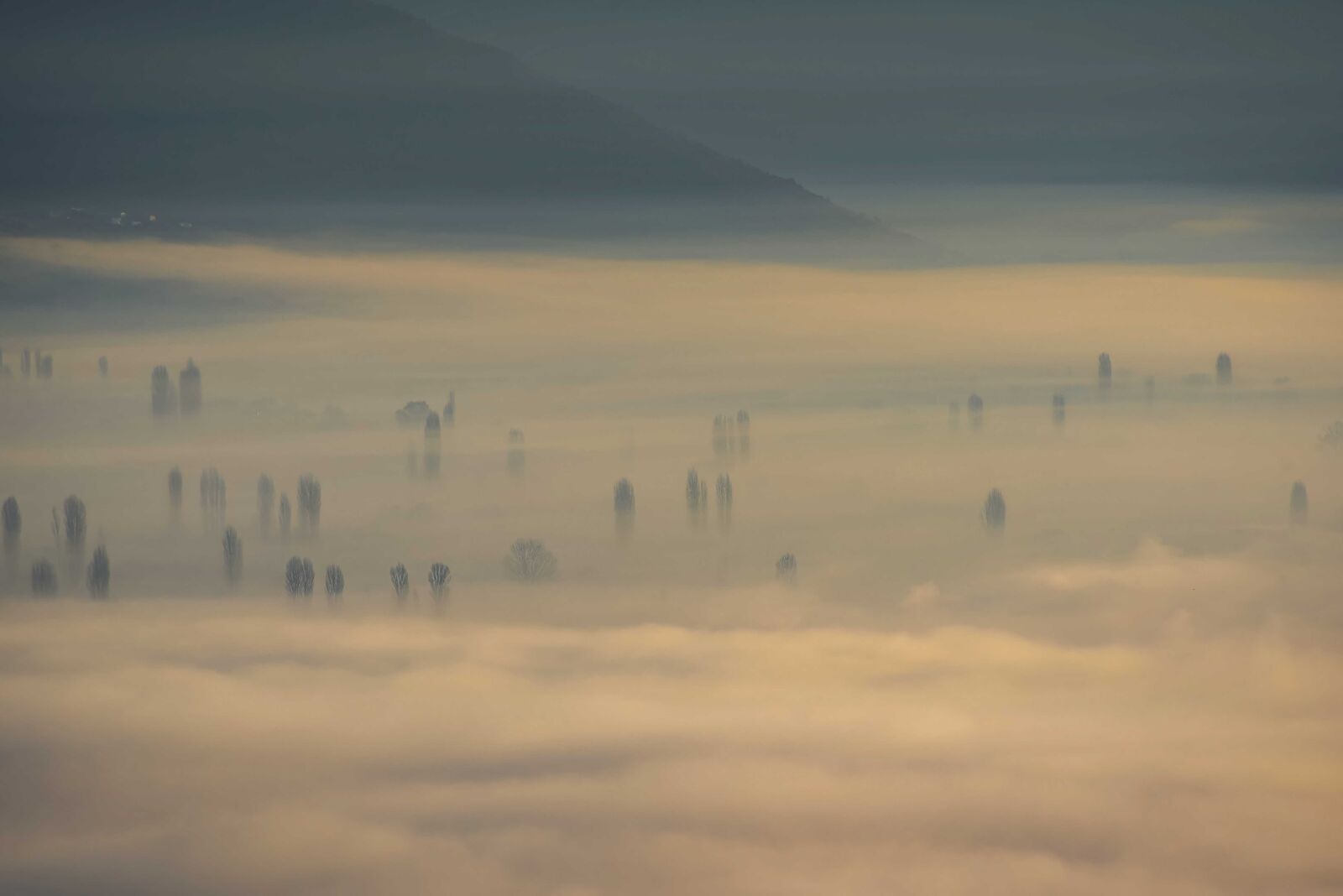 Nikon D750 sample photo. Fog, trees, cover photography