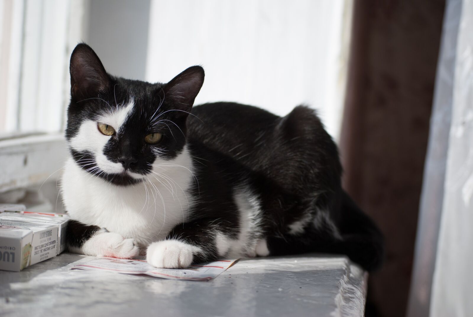 Nikon D3000 sample photo. Cat, kit, kitten photography