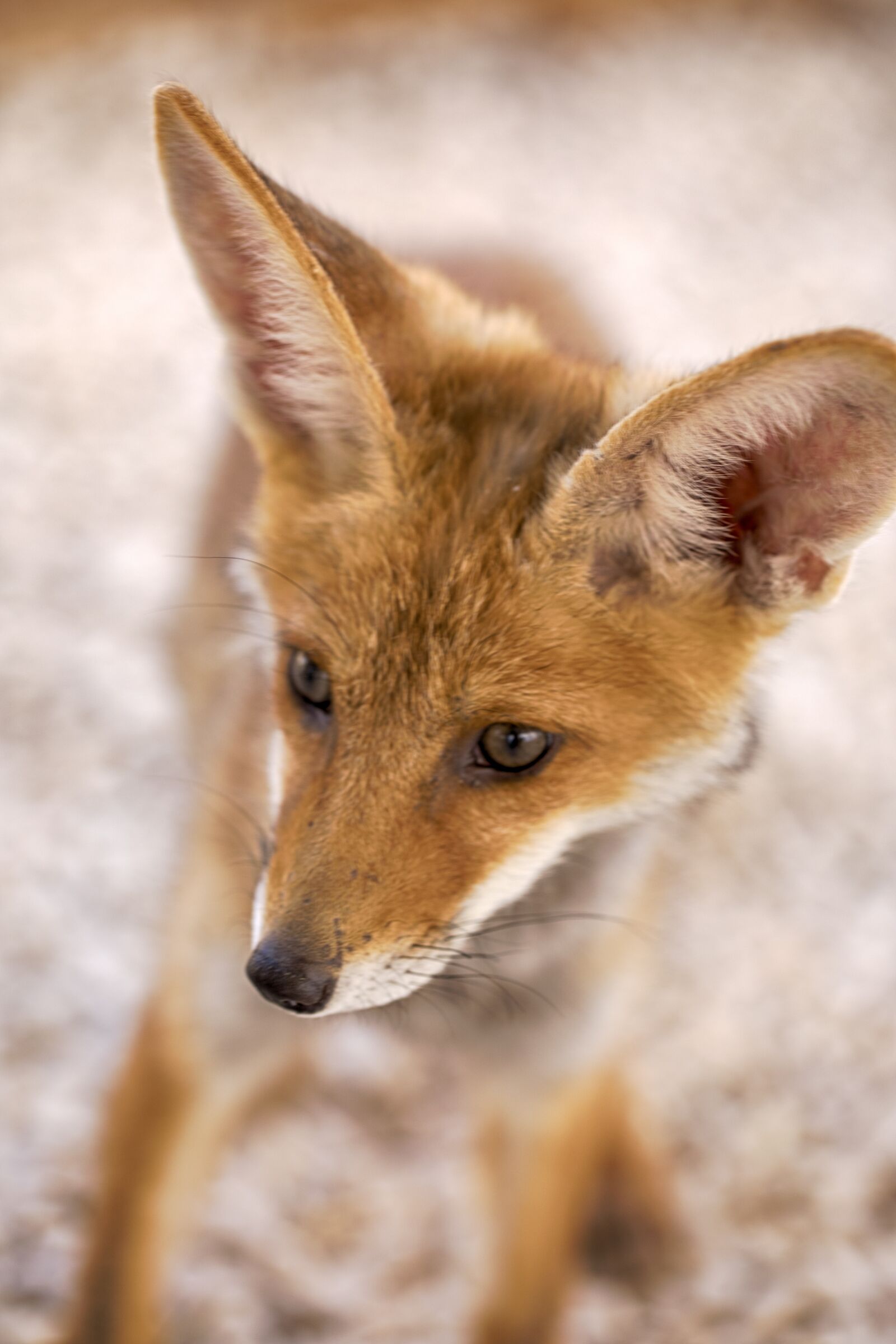 Canon EF 100mm F2.8L Macro IS USM sample photo. Fox, animals, wildlife photography