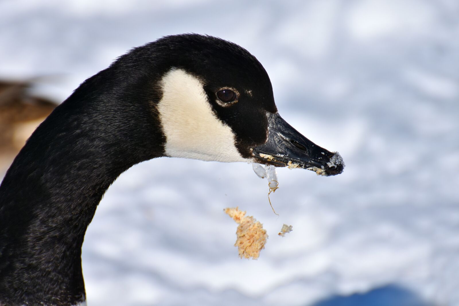 Nikon D7200 sample photo. Goose, water bird, wild photography