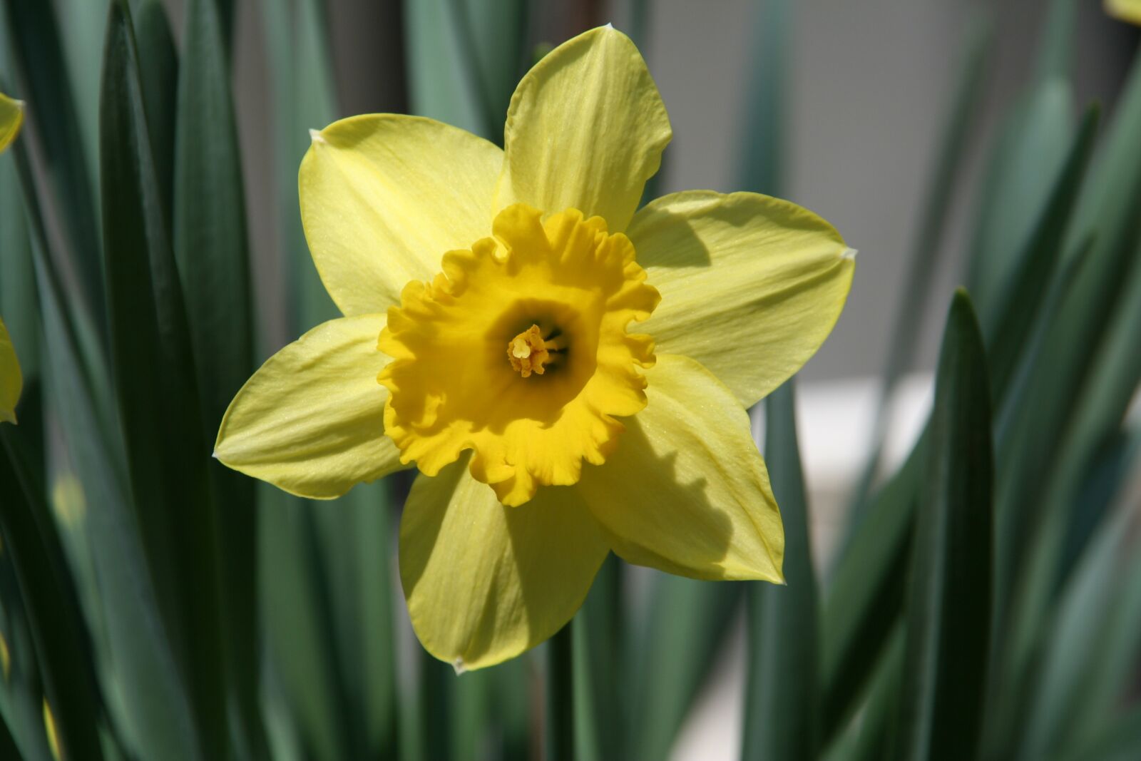 Canon EOS 350D (EOS Digital Rebel XT / EOS Kiss Digital N) sample photo. Flower, spring, nature photography