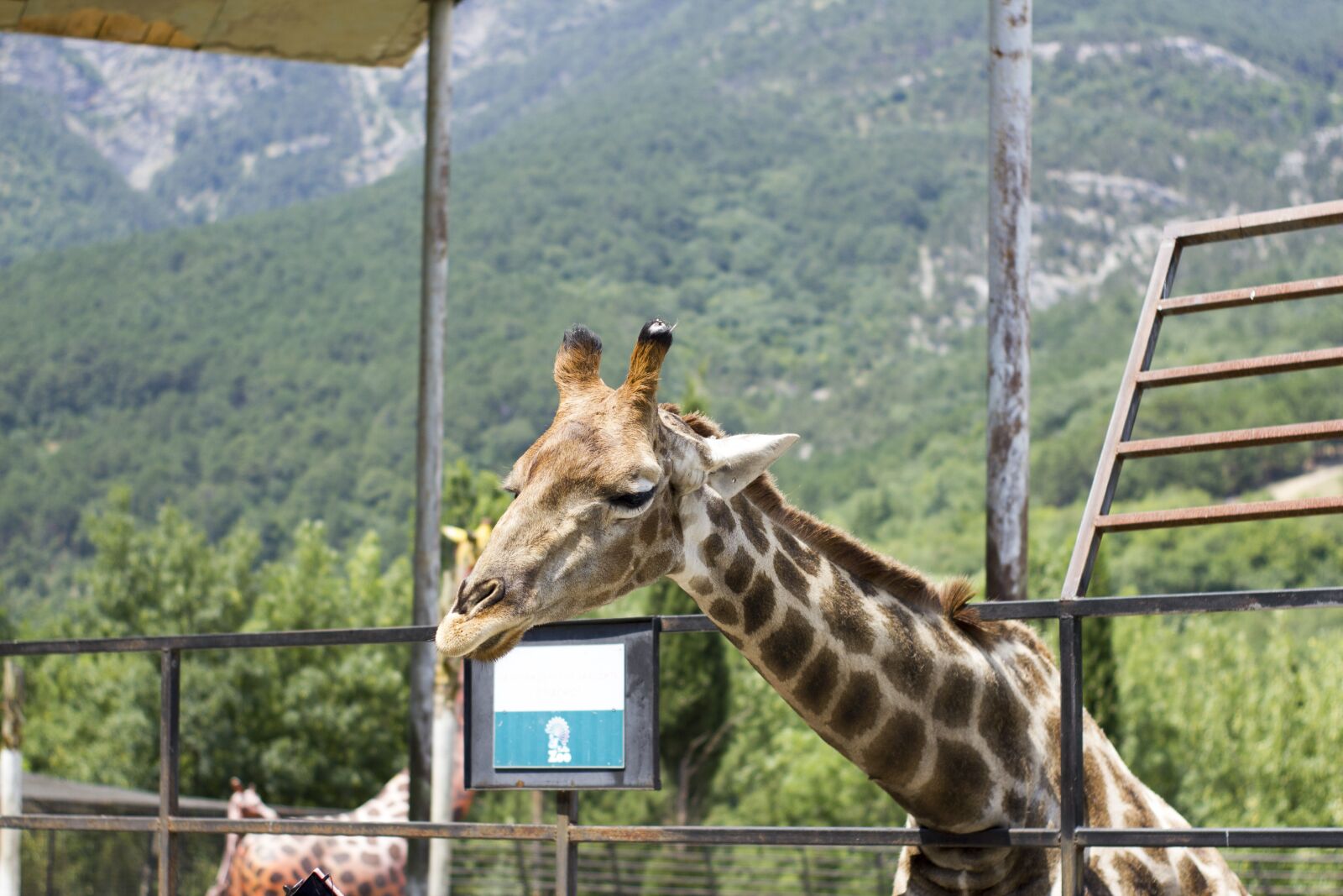 Canon EOS 550D (EOS Rebel T2i / EOS Kiss X4) sample photo. Giraffe, zoo, living nature photography