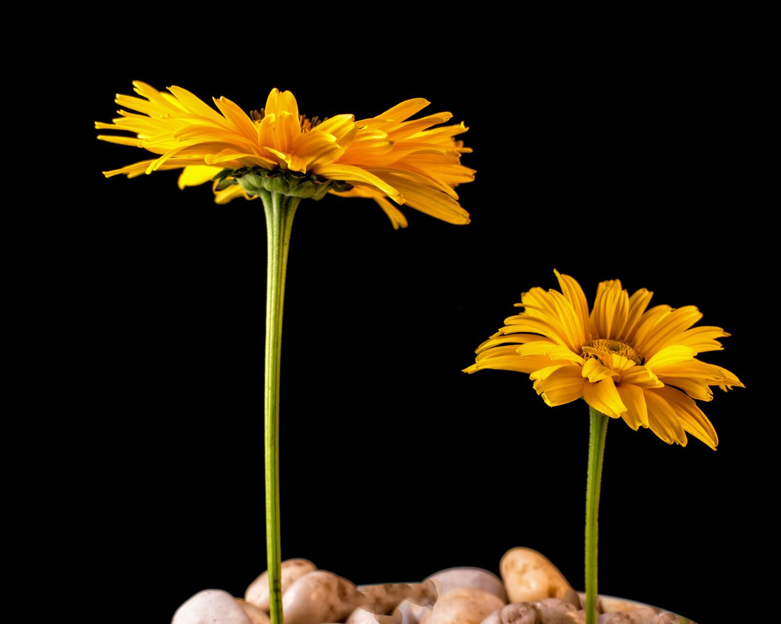 Canon EOS 700D (EOS Rebel T5i / EOS Kiss X7i) sample photo. Nature, plant, flower photography