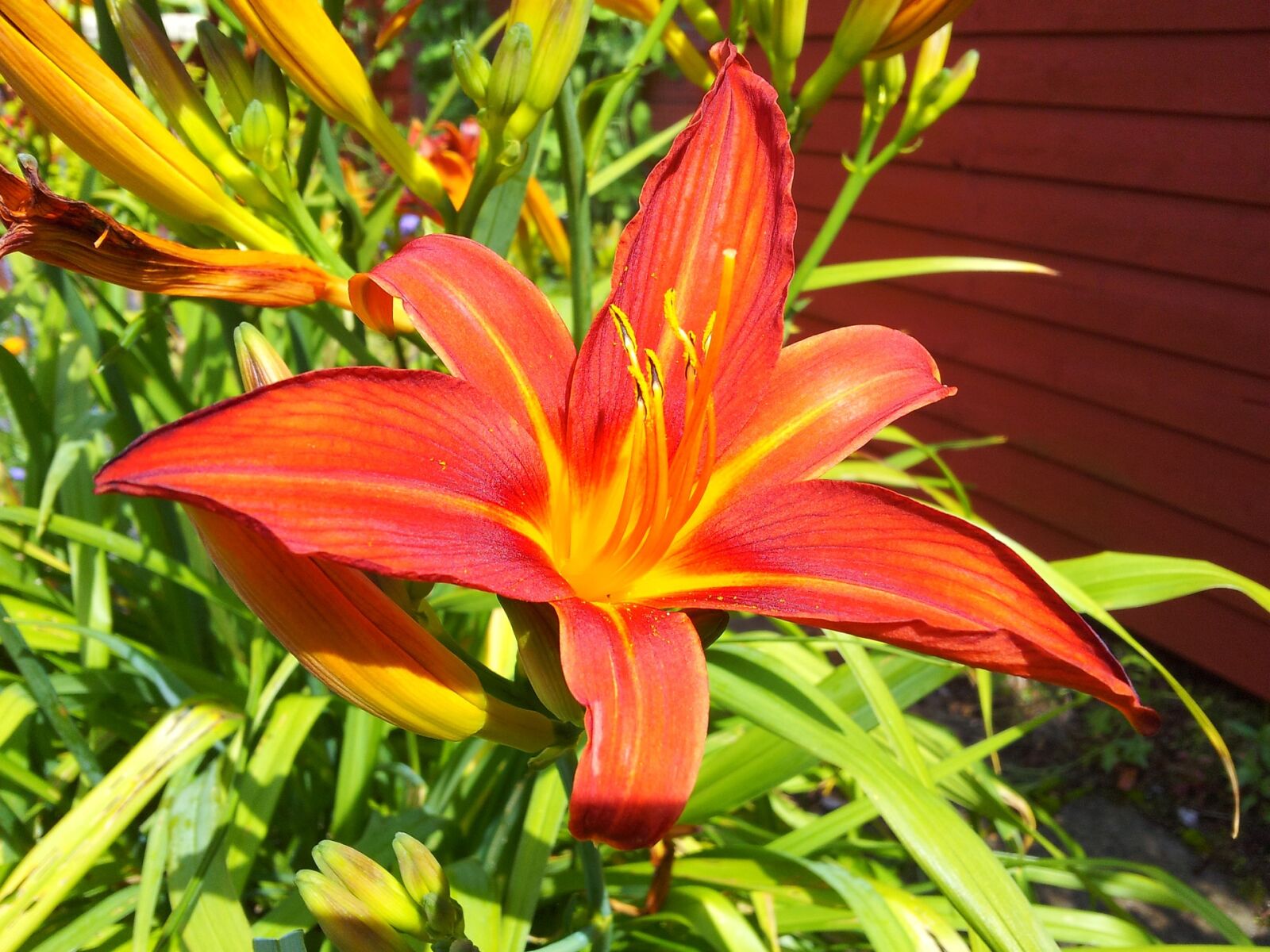 Samsung Galaxy S2 sample photo. Lily, garden, plant photography