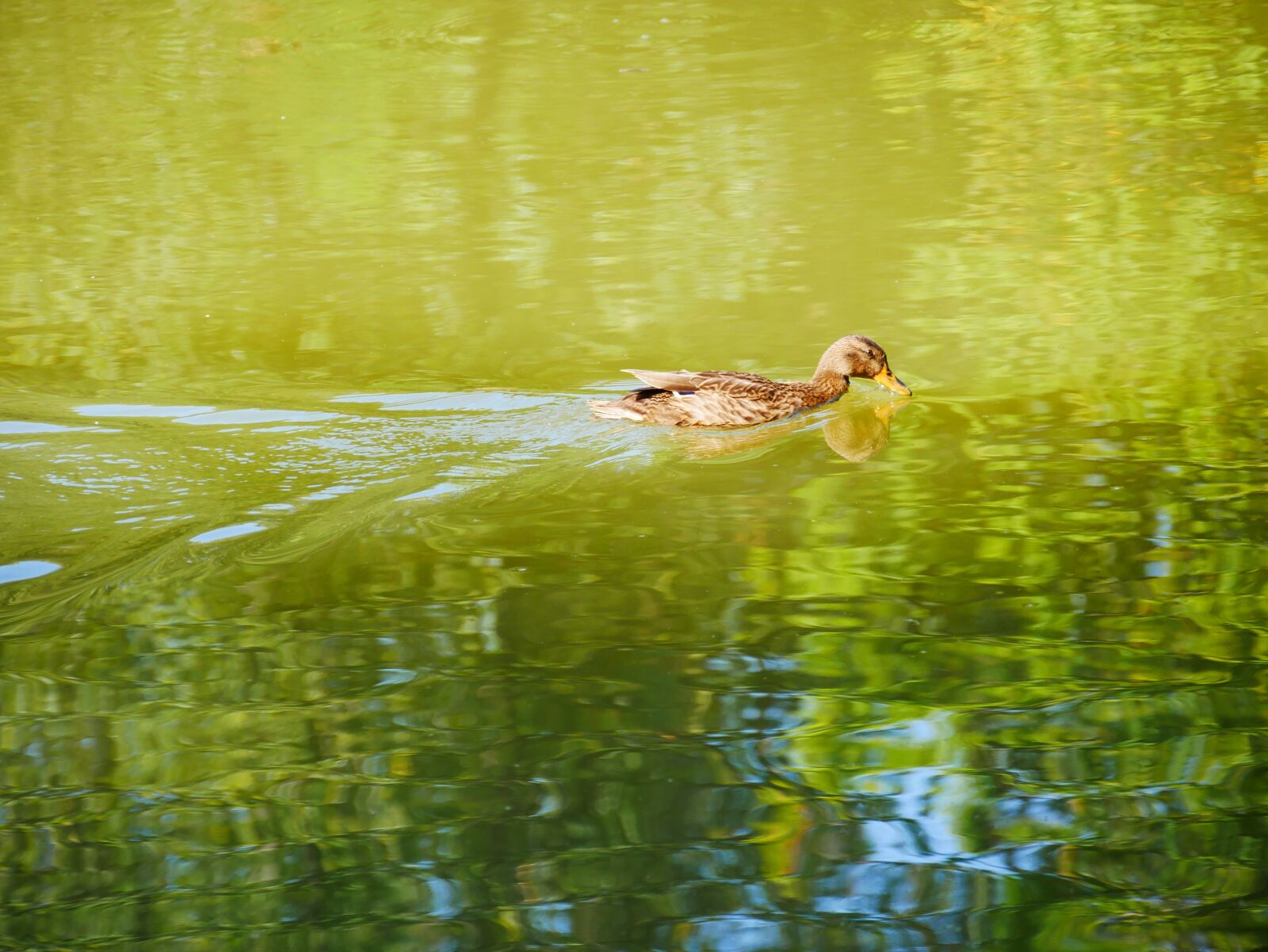 Panasonic Lumix DMC-G85 (Lumix DMC-G80) sample photo. Duck, lake, pond photography