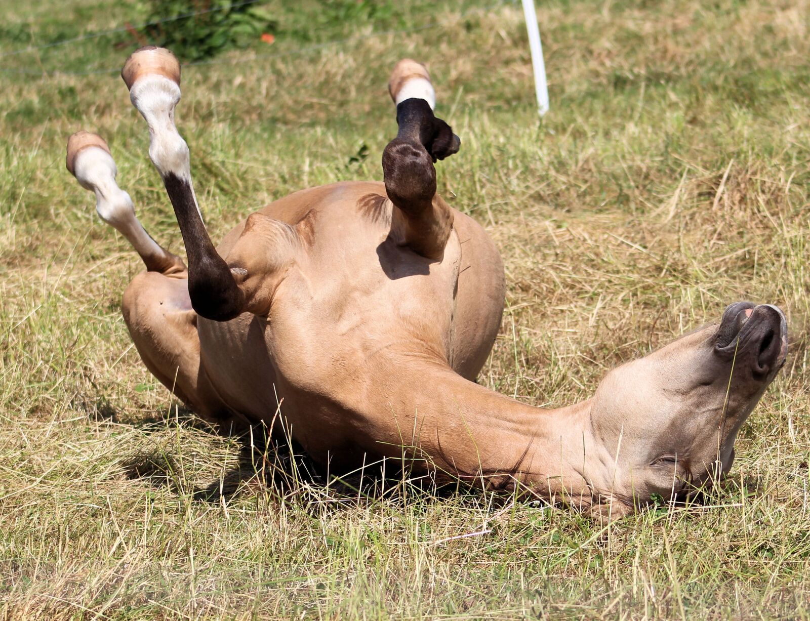 Canon EF75-300mm f/4-5.6 sample photo. Horse, pony, foal photography