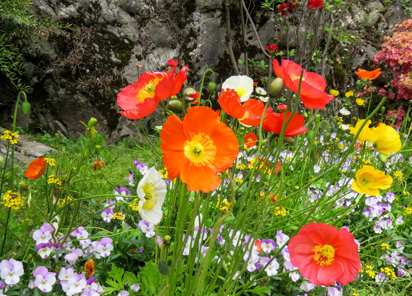 Canon PowerShot SX710 HS sample photo. Nature, plant, flower photography
