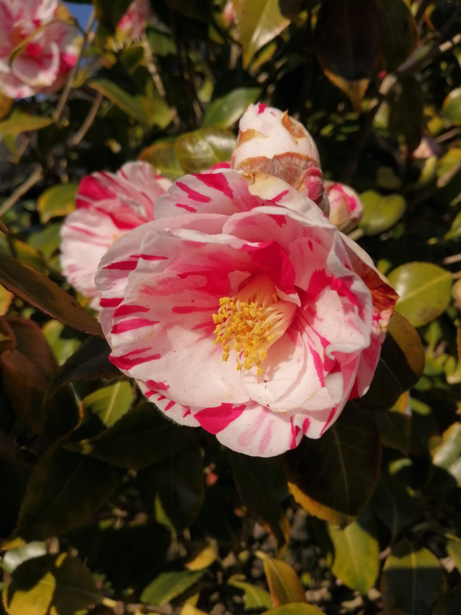 HUAWEI P SMART 2019 sample photo. Flower, nature, garden photography