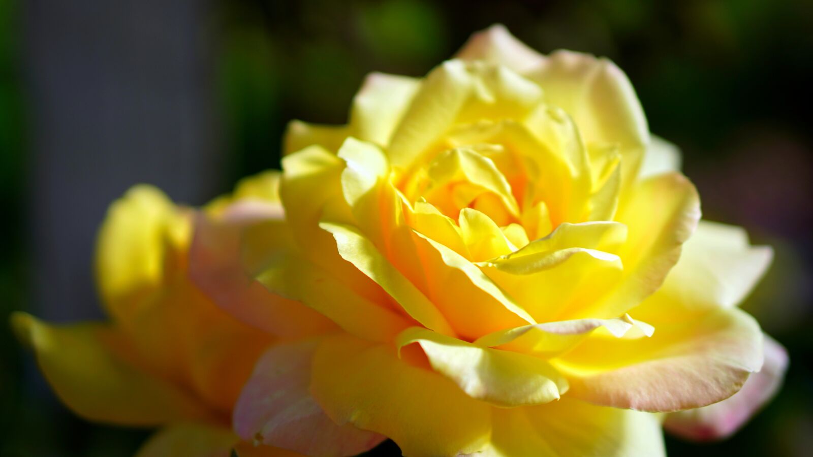 Sony a6400 + E 50mm F1.8 OSS sample photo. Rose, yellow, blossom photography