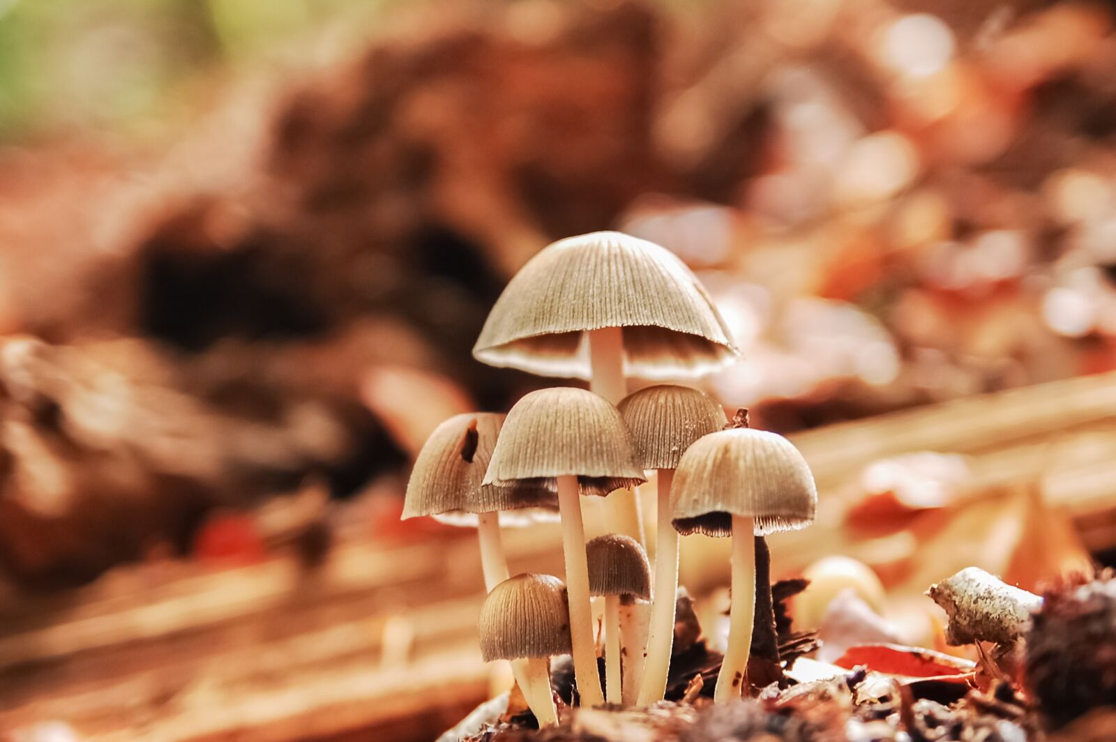 Nikon D40 sample photo. Forest, nature, fall photography