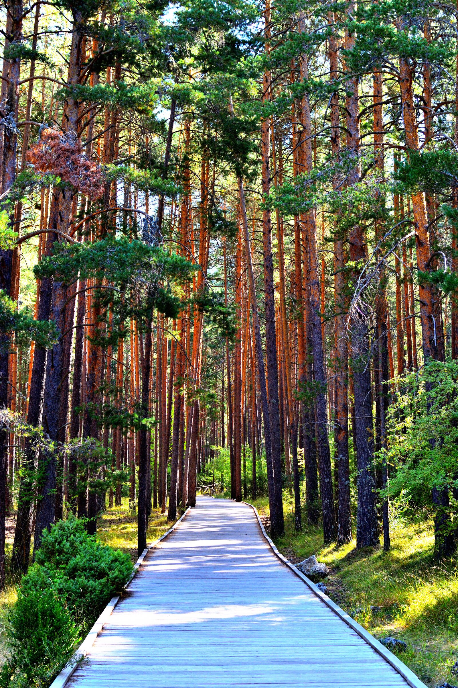 Nikon D5600 sample photo. Trees, path, forest photography