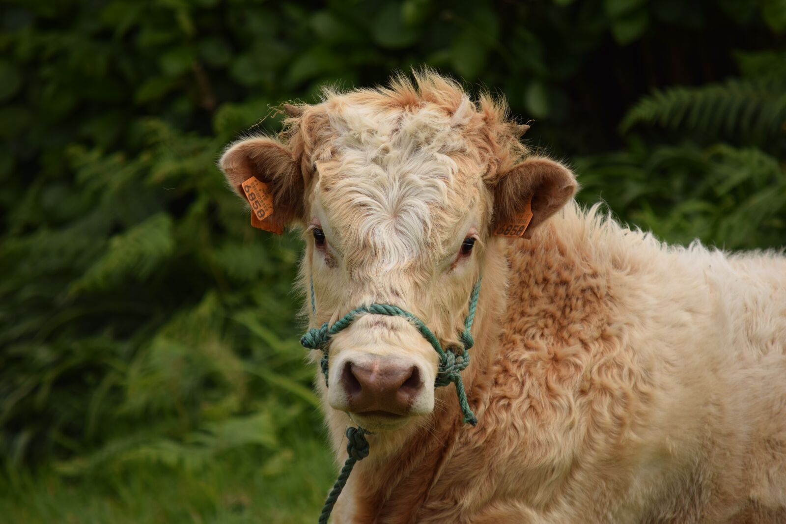 Nikon D3300 sample photo. Bull, cattle, animal photography