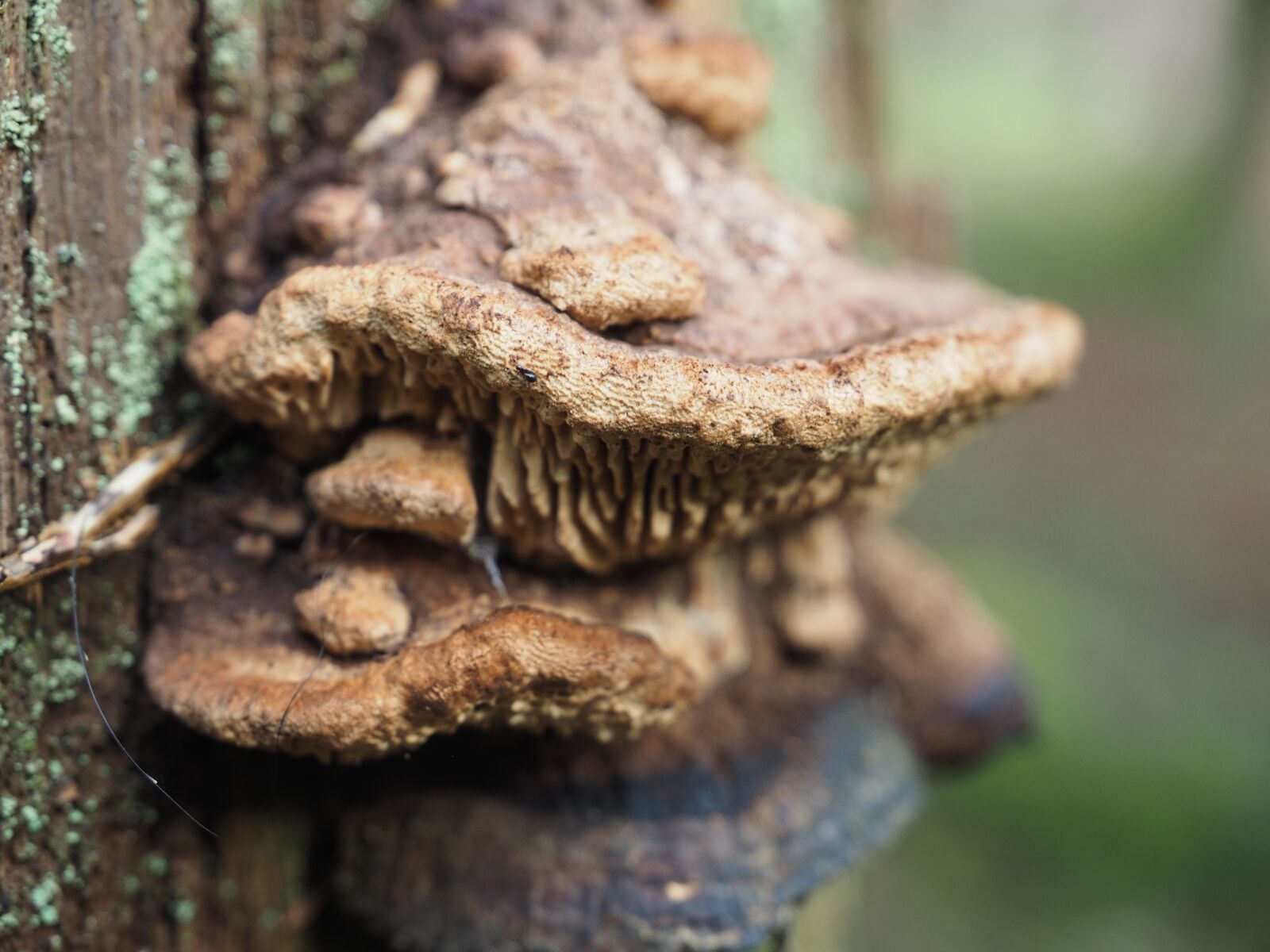 Olympus OM-D E-M1 + Olympus Zuiko Digital ED 12-60mm F2.8-4.0 SWD sample photo. Fungi, woods, new forest photography