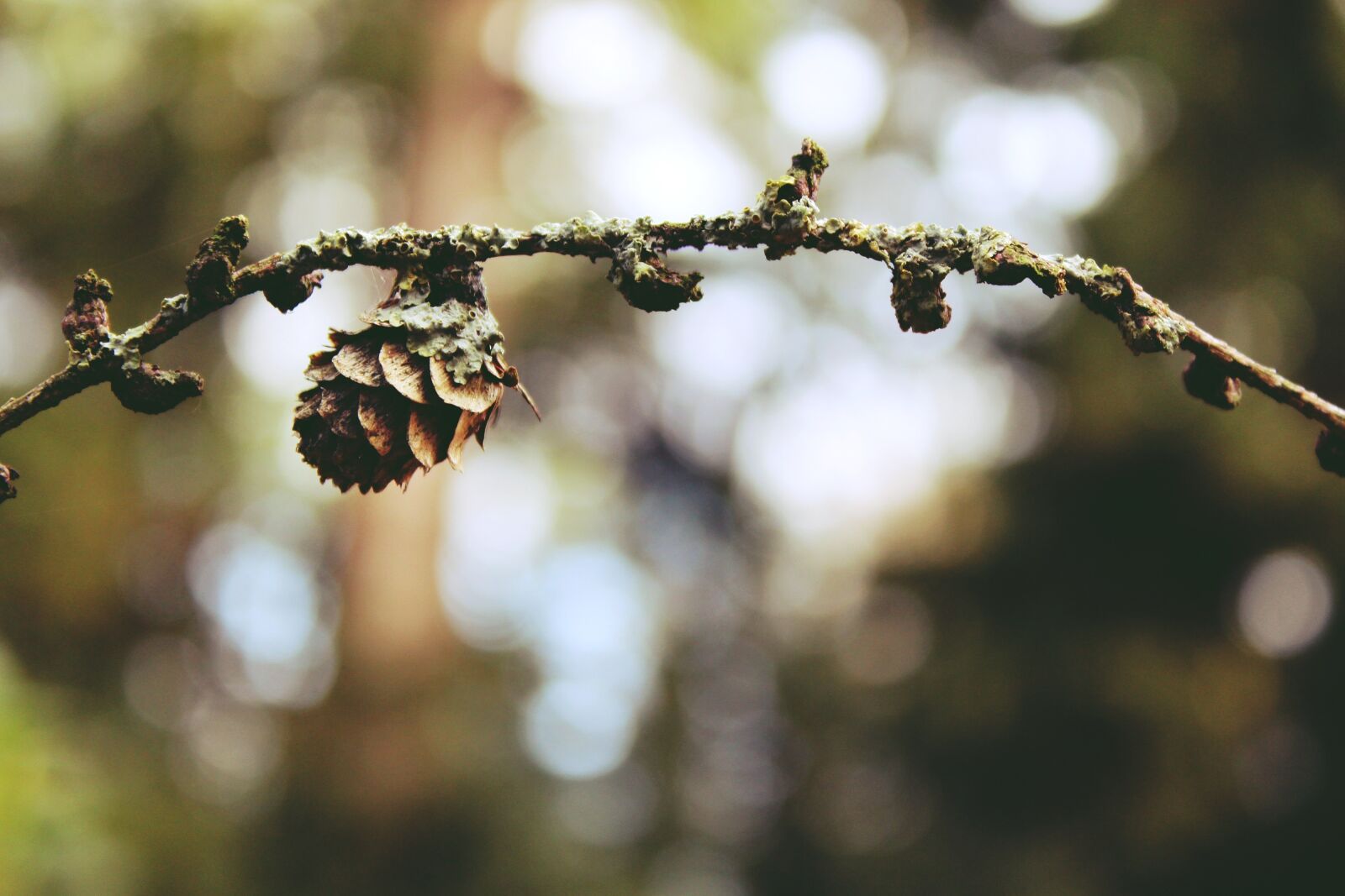 Canon EOS 1200D (EOS Rebel T5 / EOS Kiss X70 / EOS Hi) sample photo. Tap, tree, larch photography