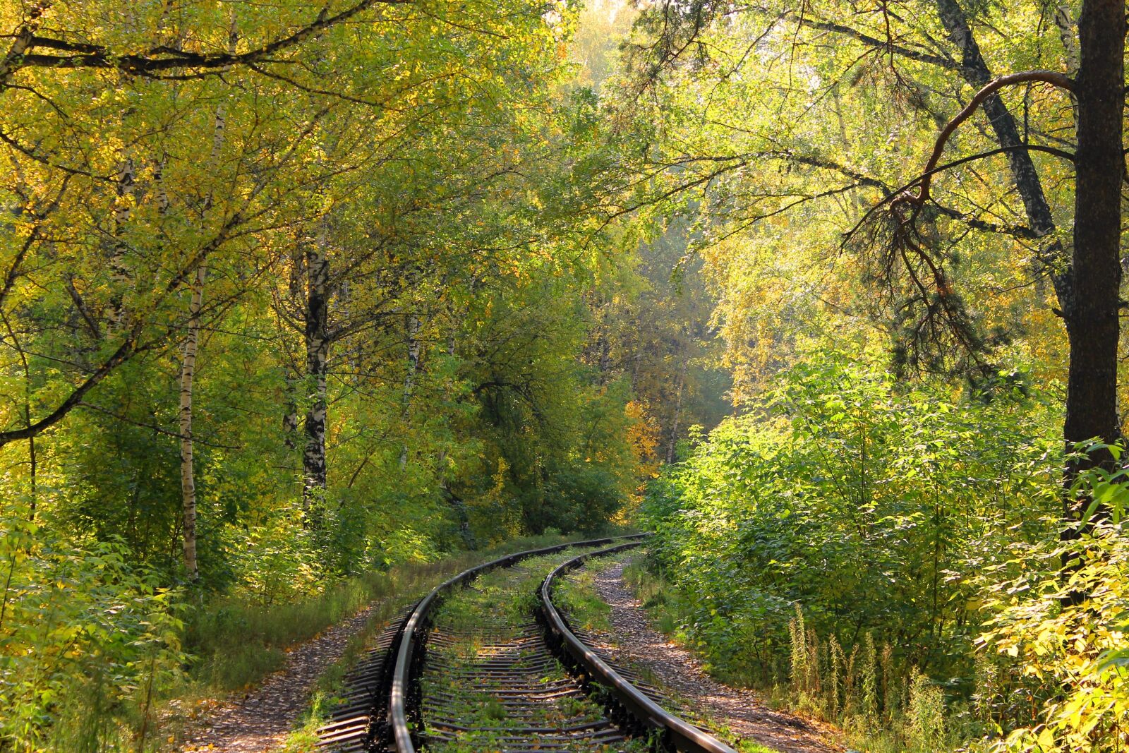 Canon EOS 1100D (EOS Rebel T3 / EOS Kiss X50) sample photo. Forest, railway, twist photography