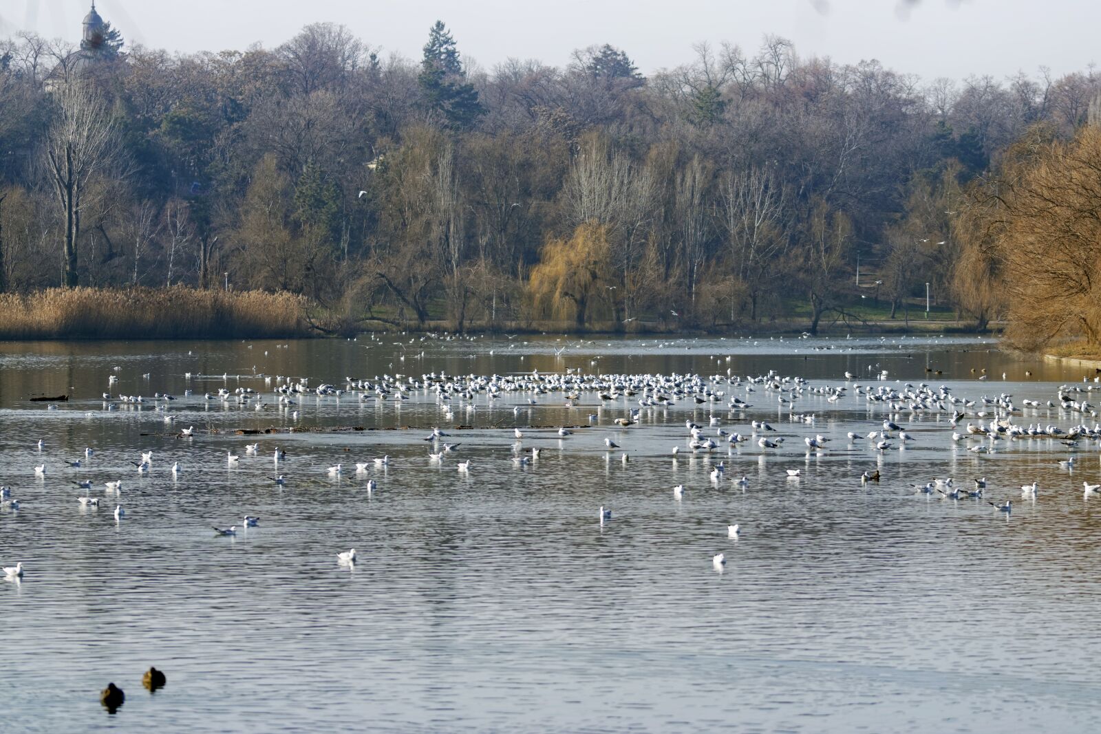 Nikon D5300 sample photo. Landscape, nature, park photography