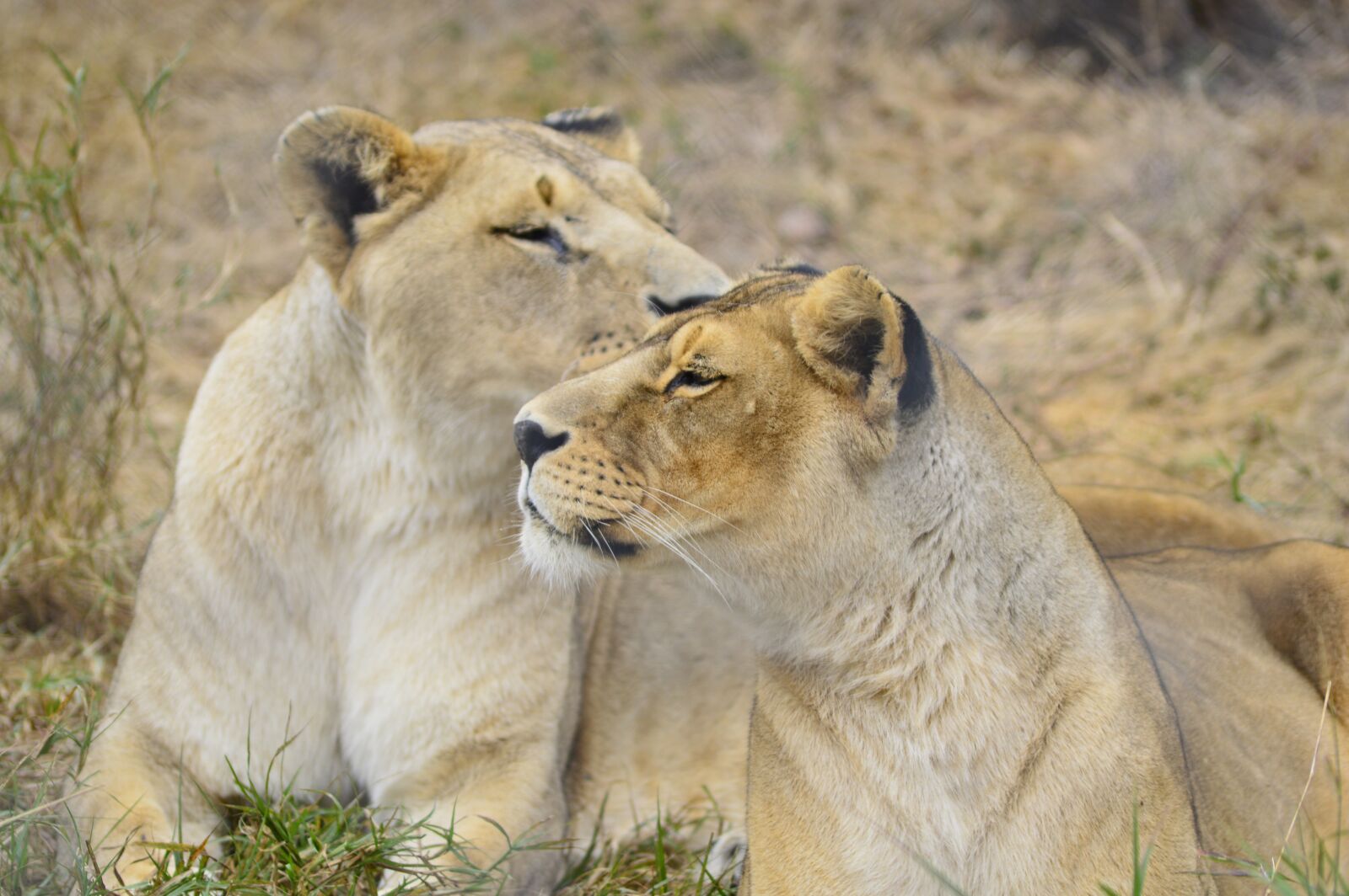 Nikon D3200 sample photo. Lioness, lion, africa photography