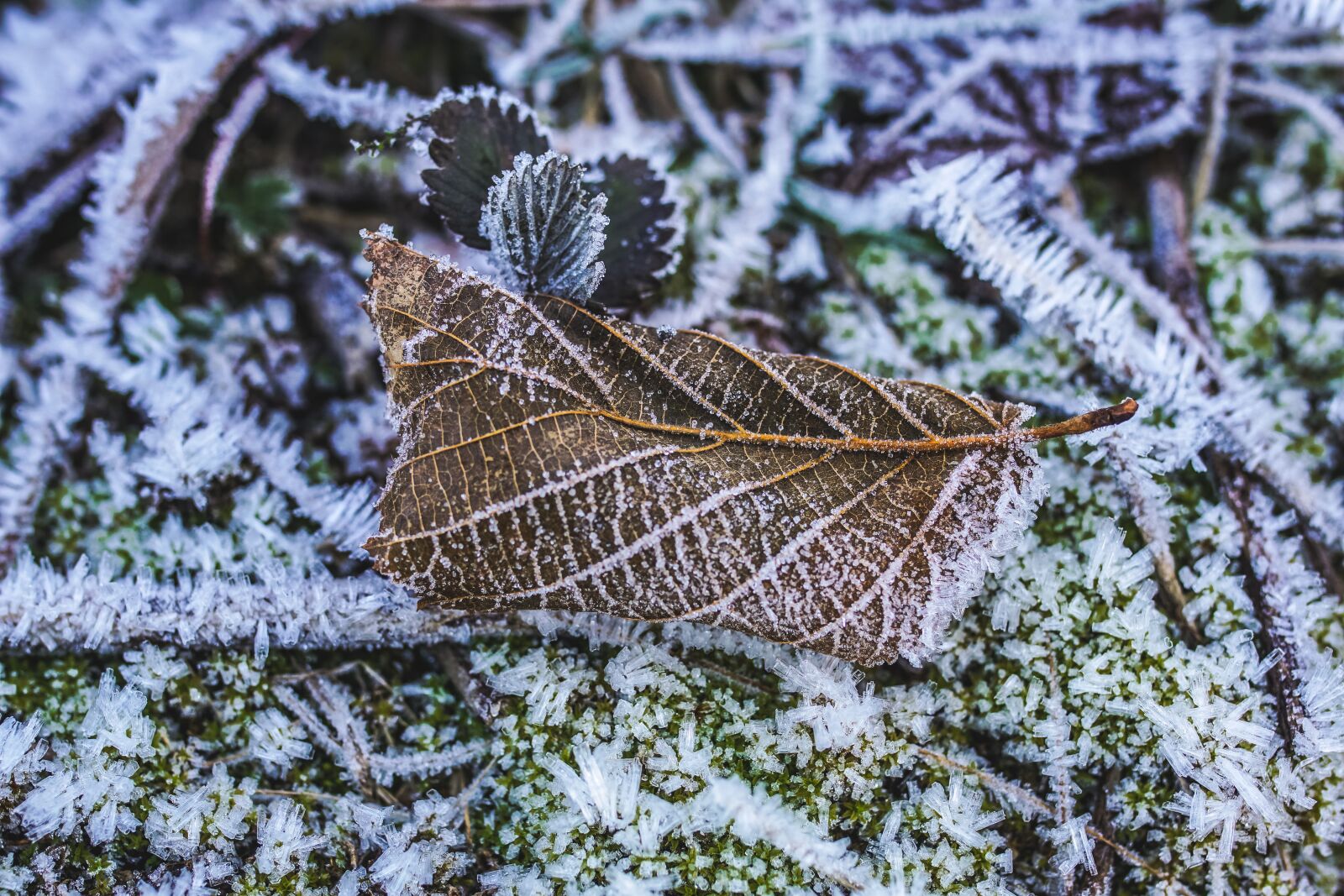 Sony ILCA-77M2 + 35mm F1.4 sample photo. Hoarfrost, leaf, frost photography