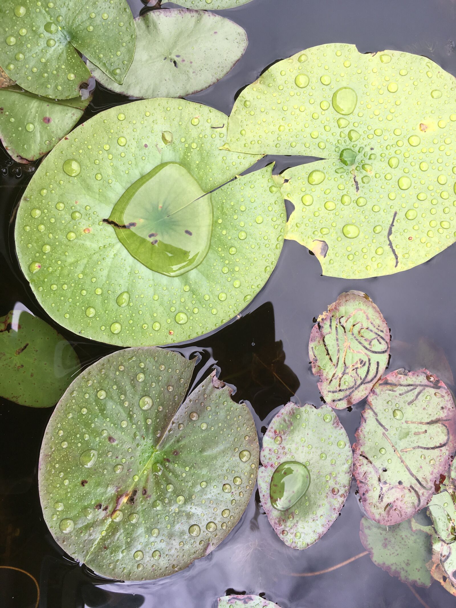 iPhone SE back camera 4.15mm f/2.2 sample photo. Lilly pads, autumn, pond photography