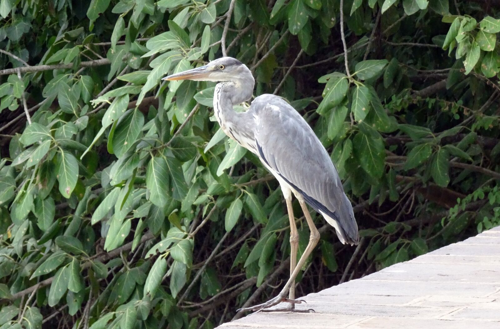 Sony Cyber-shot DSC-HX90V sample photo. Grey heron, ardea cinerea photography