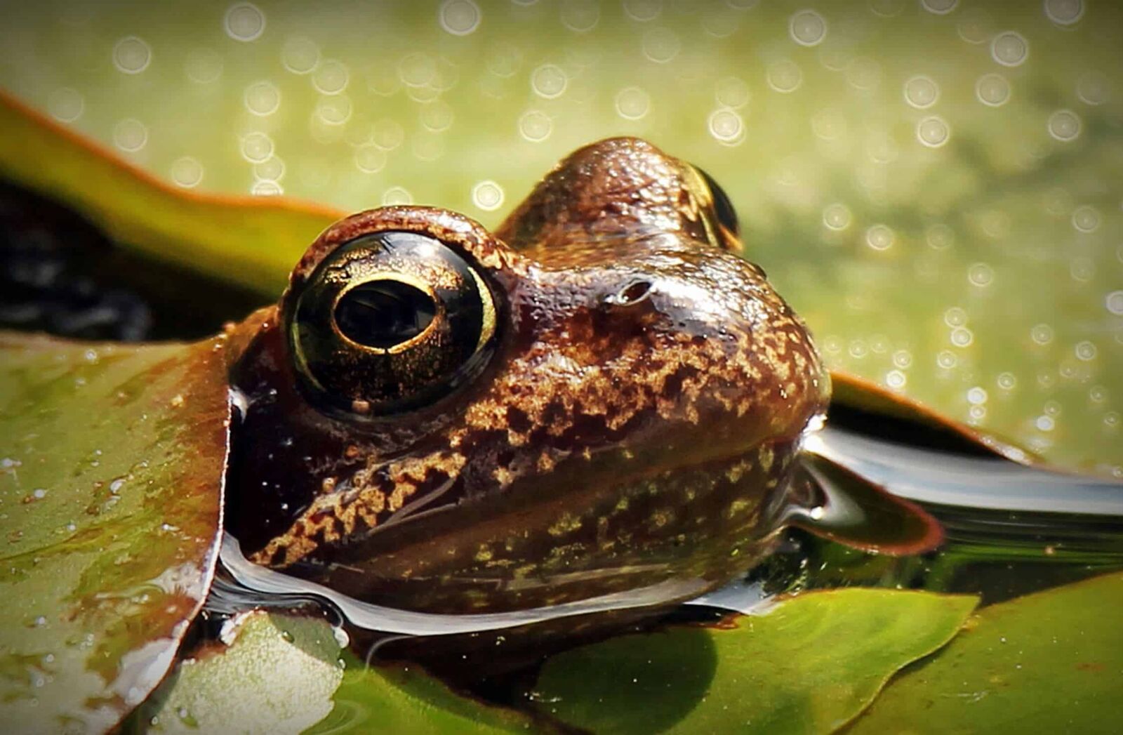 Canon EOS 550D (EOS Rebel T2i / EOS Kiss X4) sample photo. Frog, water, water lily photography