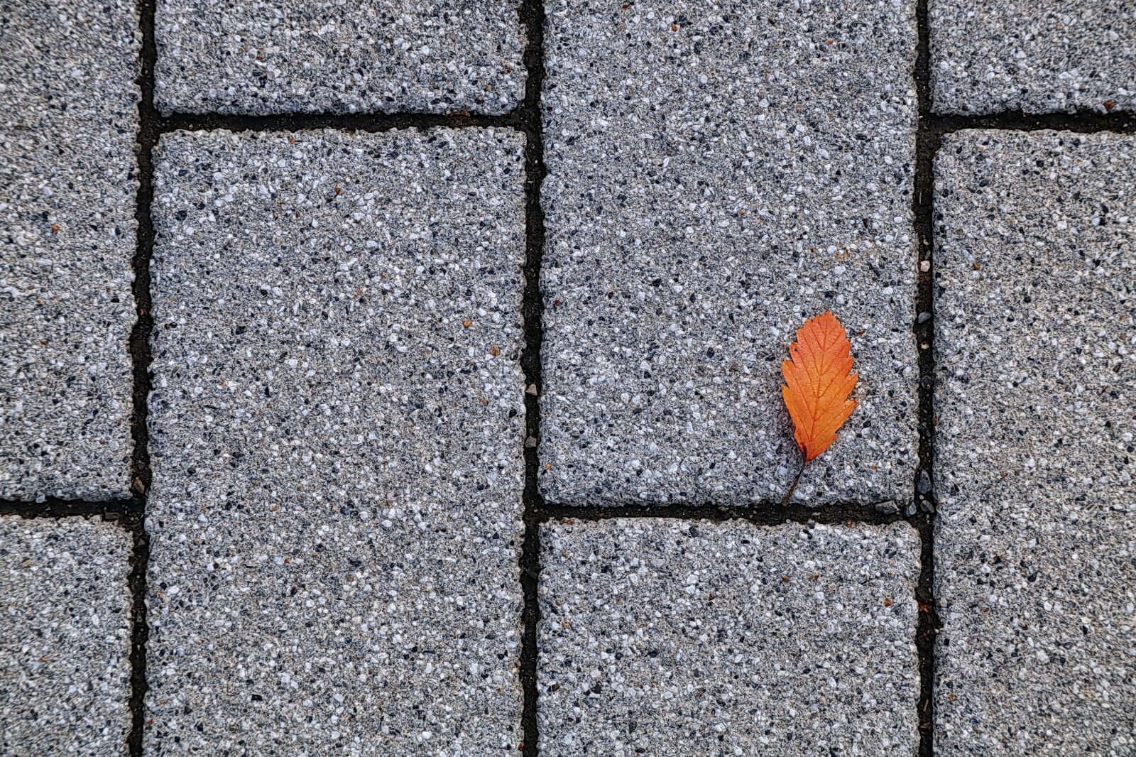 Canon EOS M50 (EOS Kiss M) sample photo. Leaf, autumn, still life photography